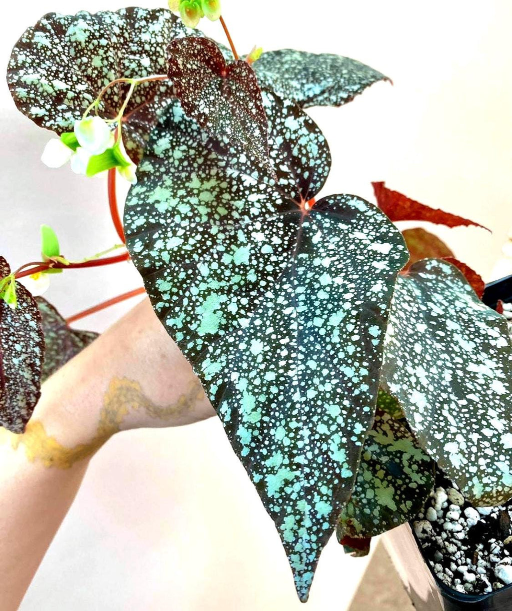 READY SOON Begonia 'Moona' (Can acclimate to house conditions) Fragrant Blooms