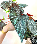 READY SOON Begonia 'Moona' (Can acclimate to house conditions) Fragrant Blooms