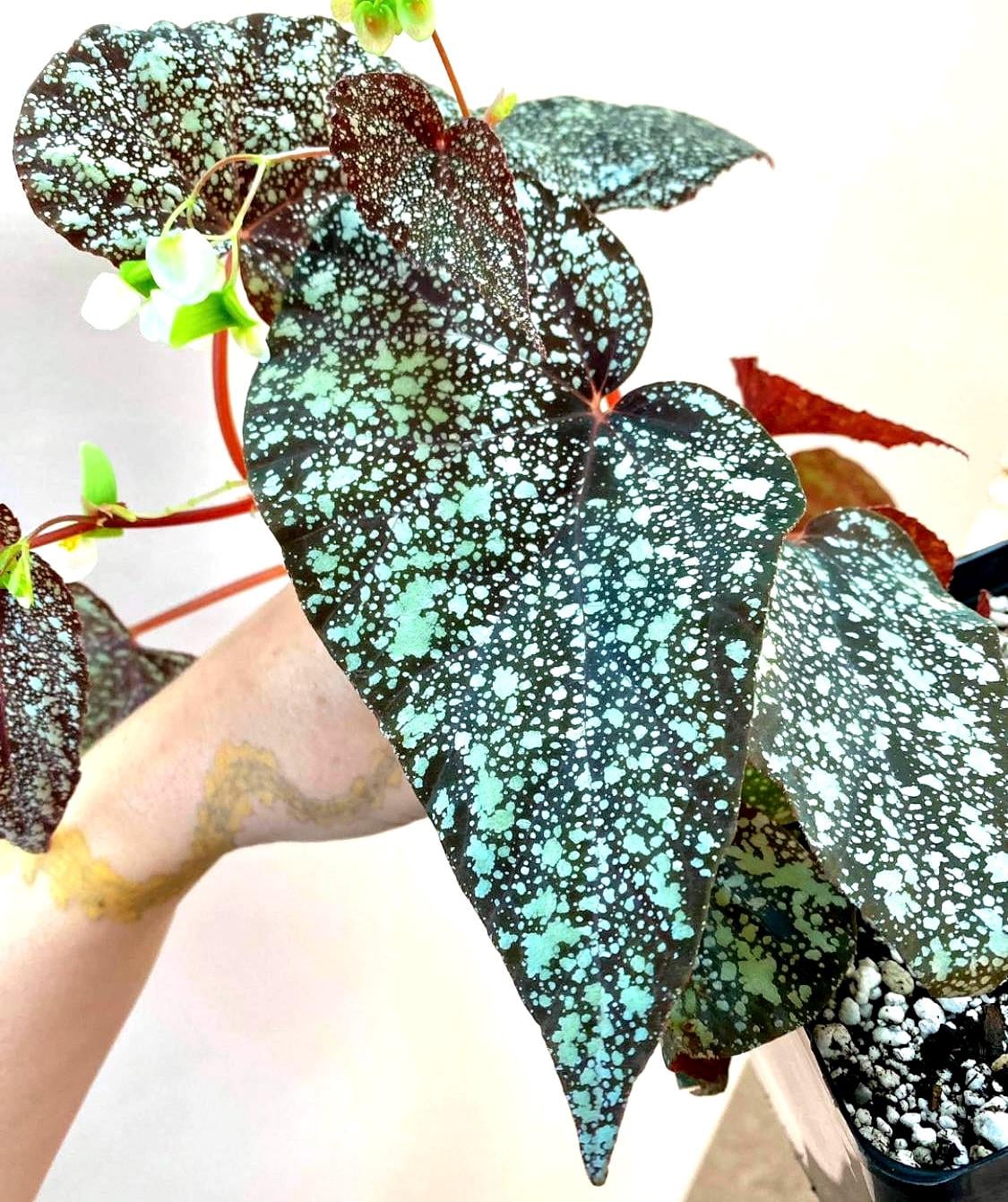 Begonia 'Moona' (Can acclimate to house conditions) Fragrant Blooms