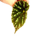 LEAF CUTTING Begonia Botanicaz 90 V.1 (Can acclimate to house conditions)
