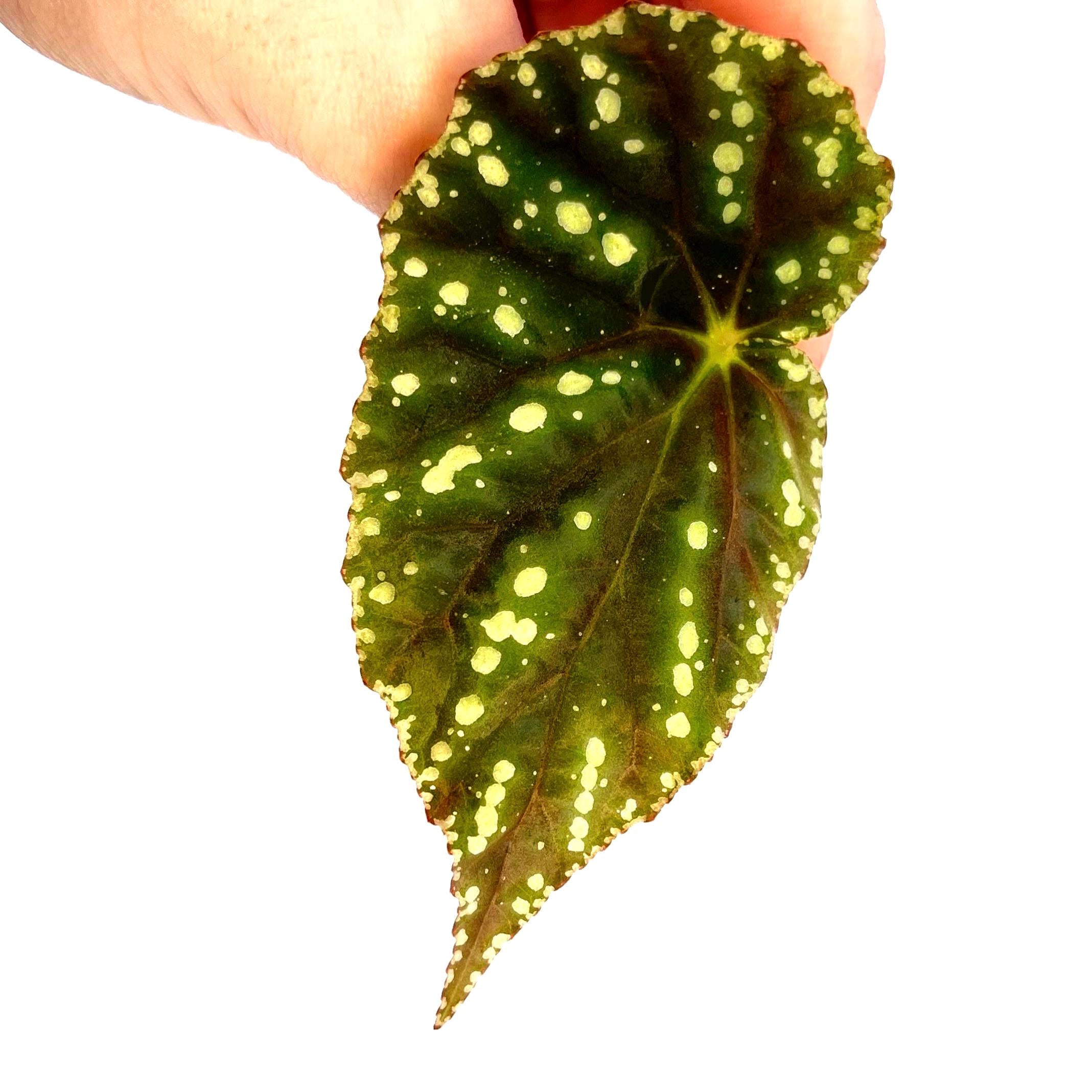 LEAF CUTTING Begonia Botanicaz 90 V.1 (Can acclimate to house conditions)