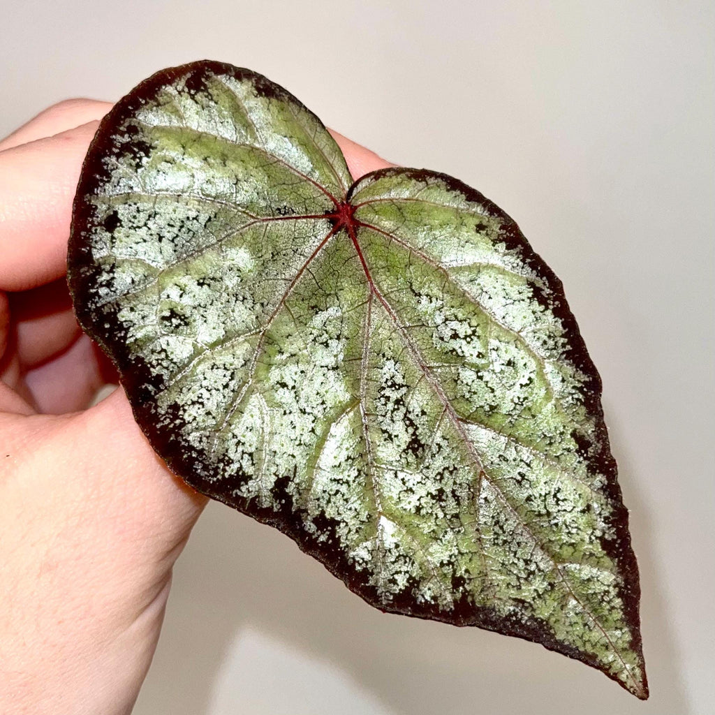 LEAF CUTTING Begonia Botanicaz 193 (Can acclimate to house conditions)