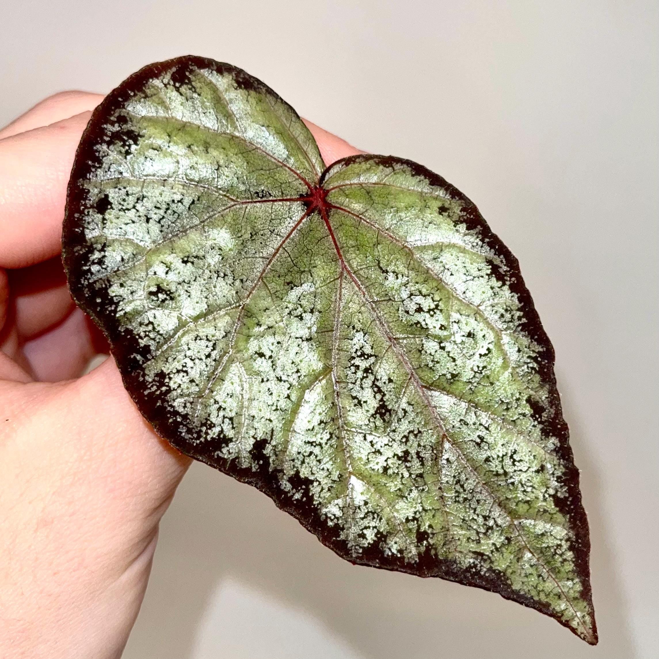 LEAF CUTTING Begonia Botanicaz 193 (Can acclimate to house conditions)
