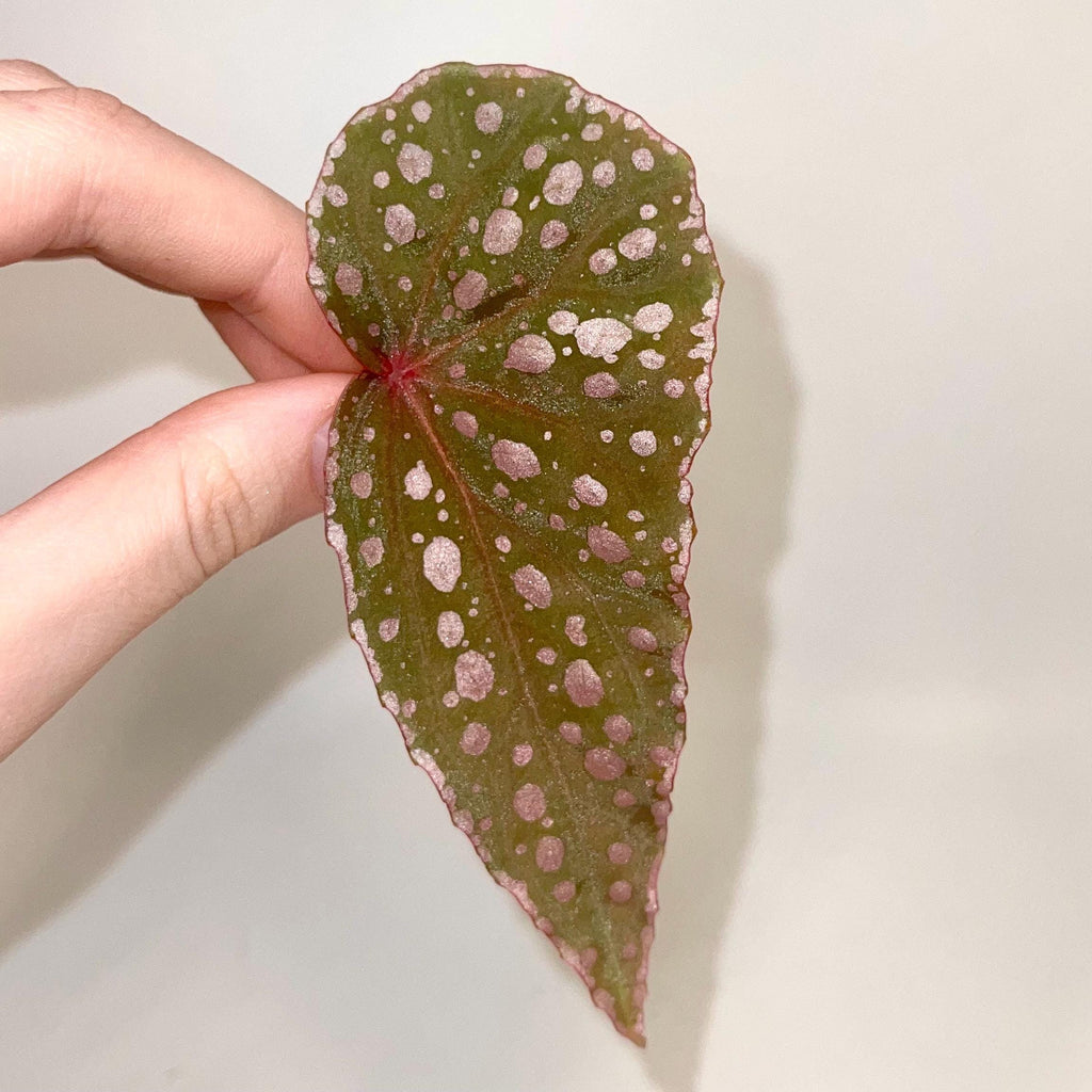 LEAF CUTTING Begonia sp. malachosticta (Can acclimate to house conditions)