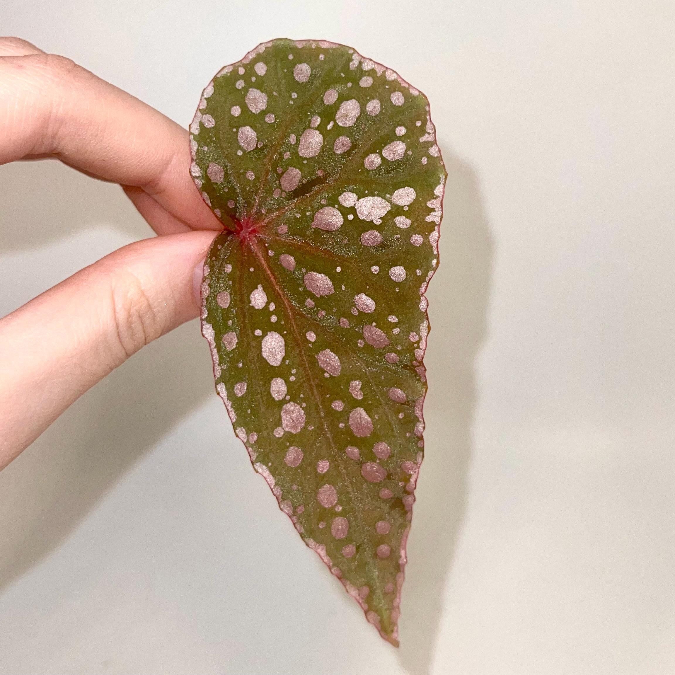 LEAF CUTTING Begonia sp. malachosticta (Can acclimate to house conditions)