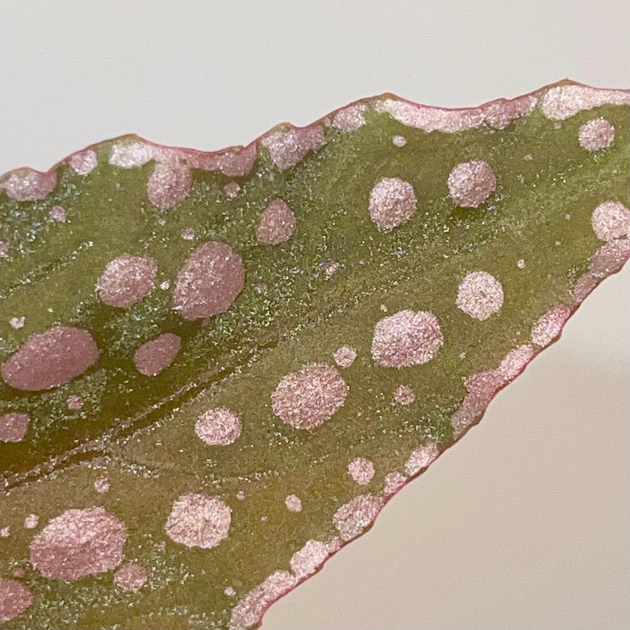 LEAF CUTTING Begonia sp. malachosticta (Can acclimate to house conditions)