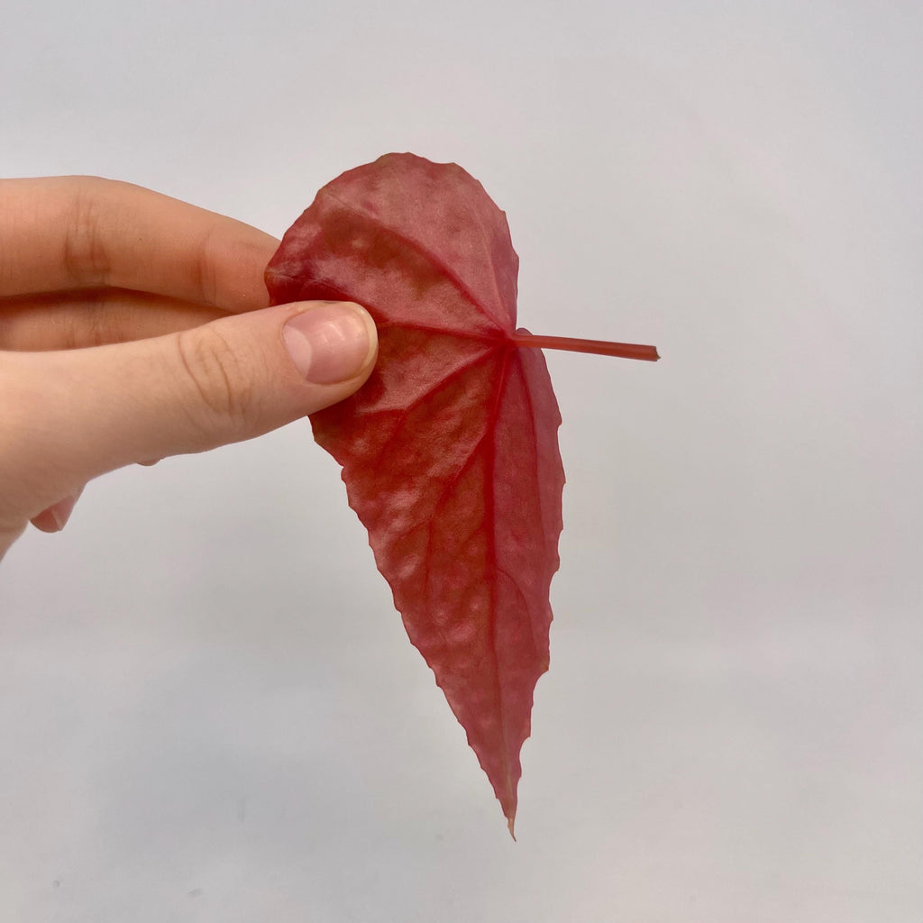 LEAF CUTTING Begonia sp. malachosticta (Can acclimate to house conditions)