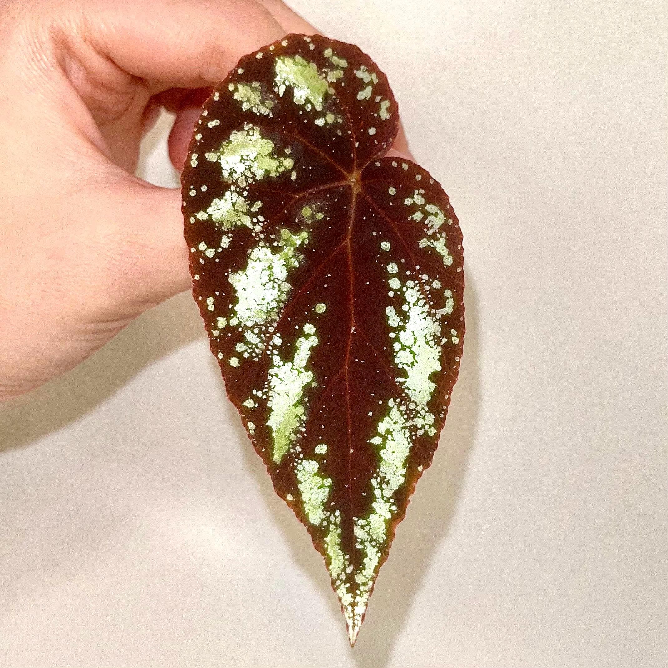 LEAF CUTTING Begonia Botanicaz 105 V.5 (Can acclimate to house conditions)