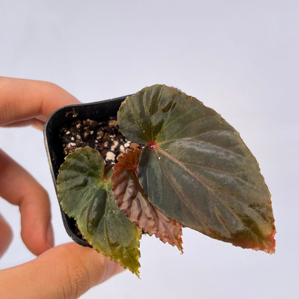 READY SOON Begonia sp. Lampung Sumatra (Blue Velvet)