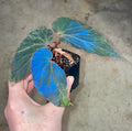 READY SOON Begonia sp. Lampung Sumatra (Blue Velvet)