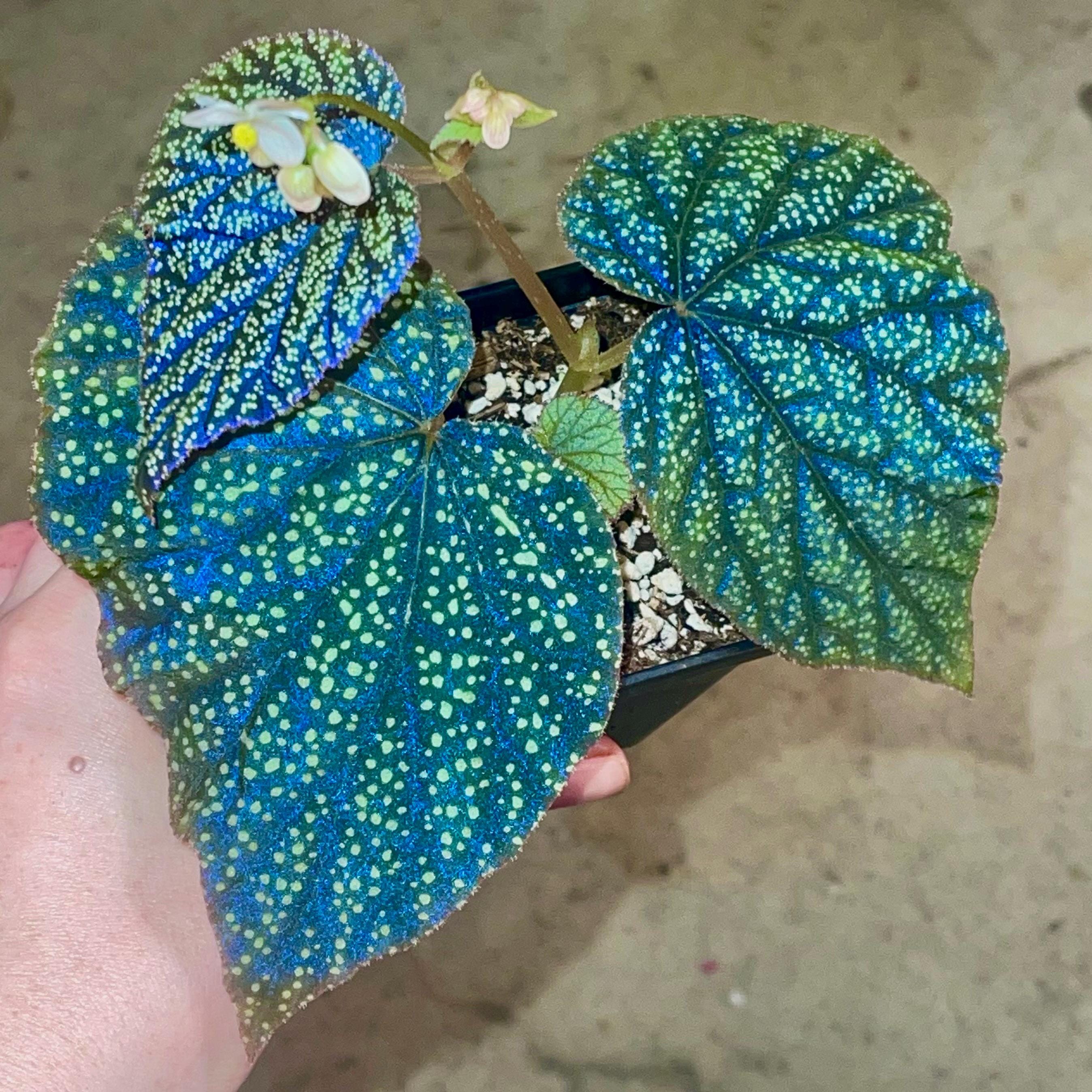 READY SOON Begonia Botanicaz 135