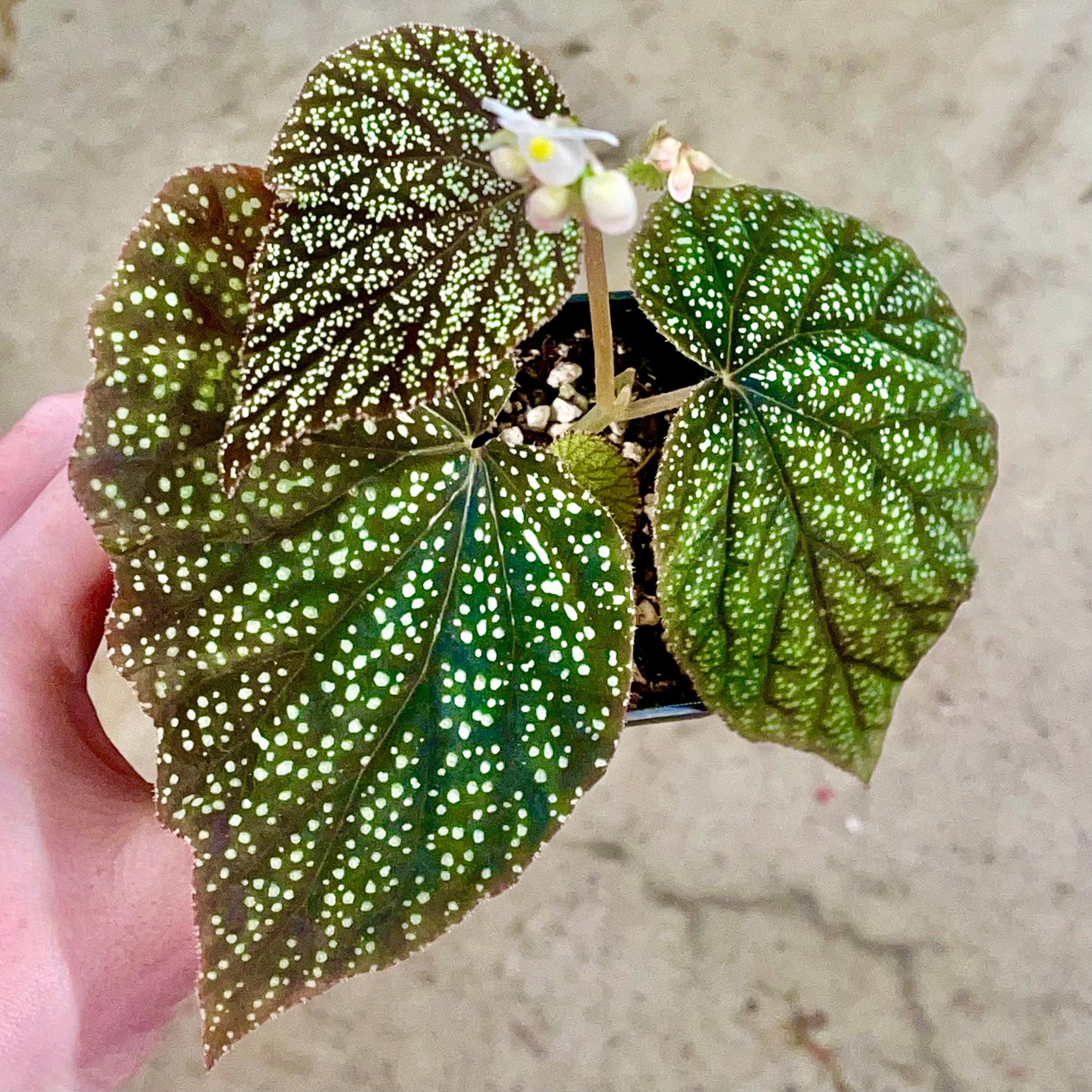 READY SOON Begonia Botanicaz 135