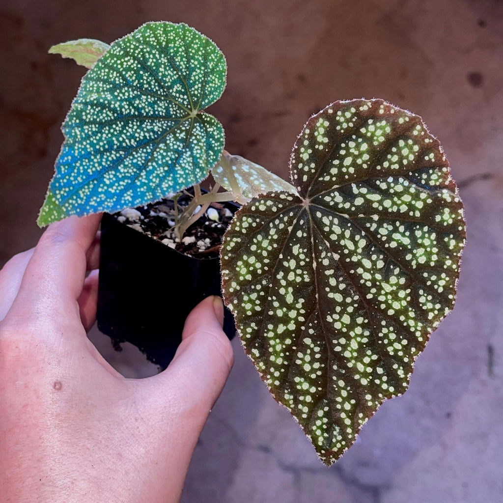 Begonia Botanicaz 135