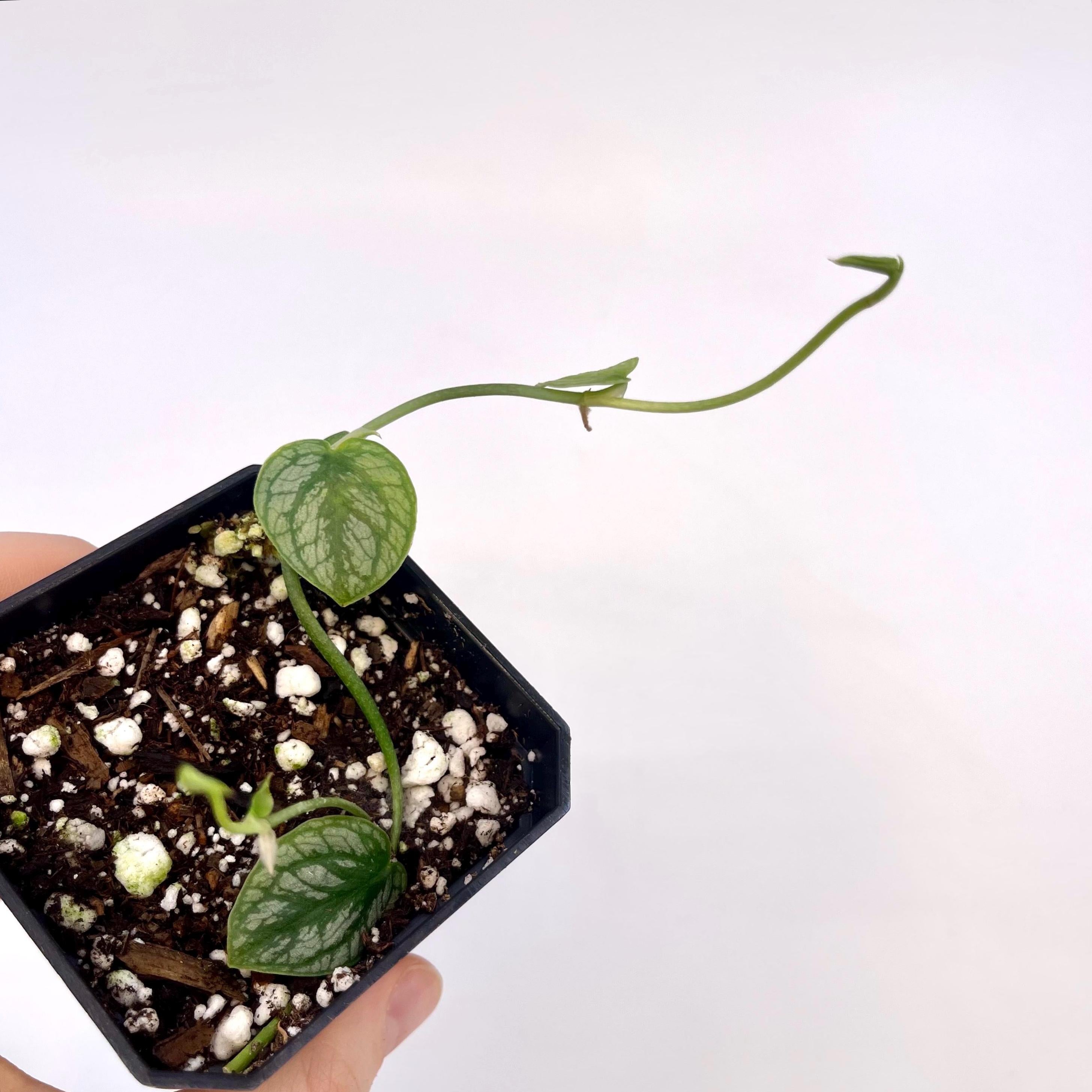 Monstera dubia (Can acclimate to house conditions)