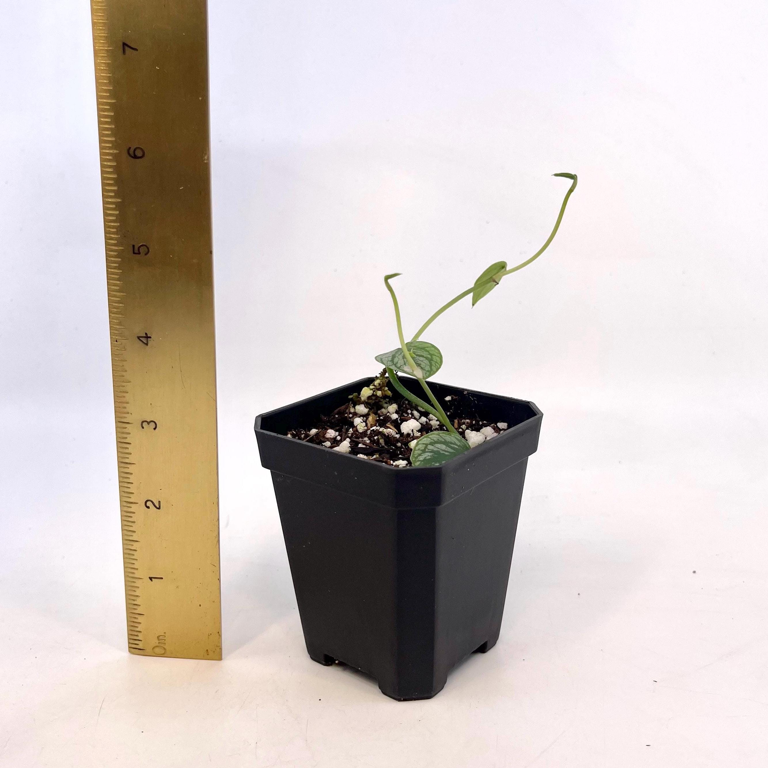 Monstera dubia (Can acclimate to house conditions)