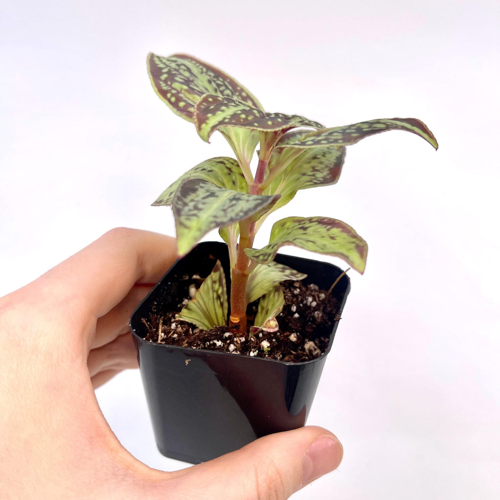 Sonerila sp. Vietnam