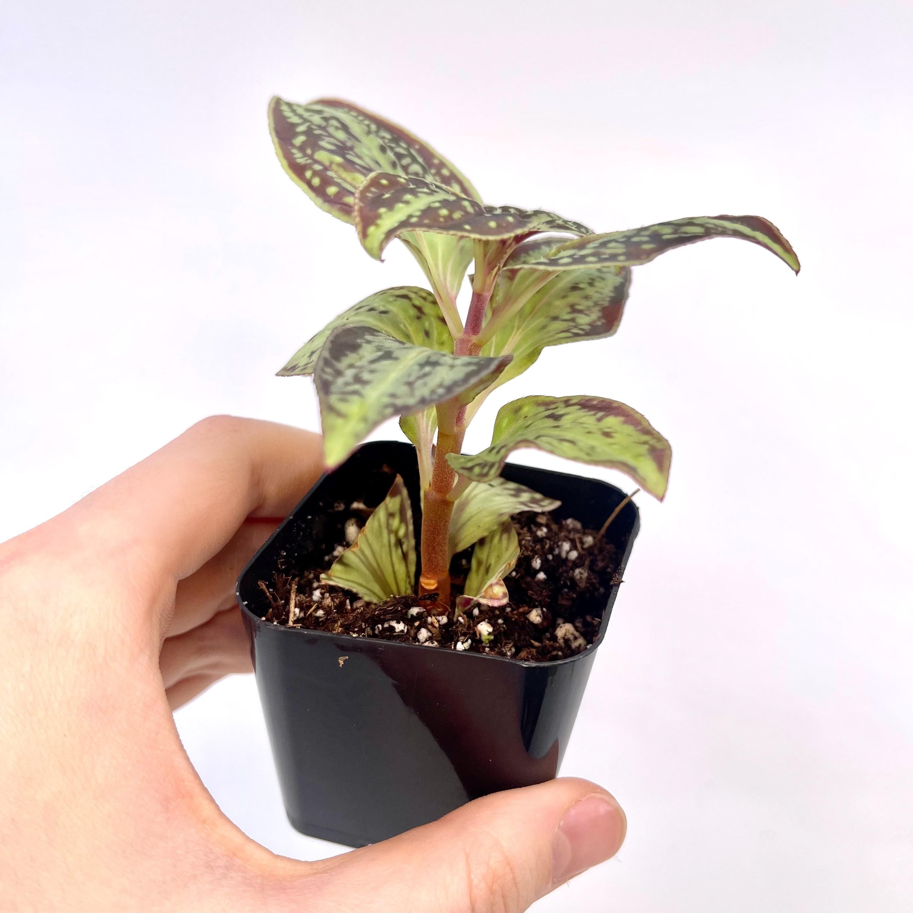 Sonerila sp. Vietnam