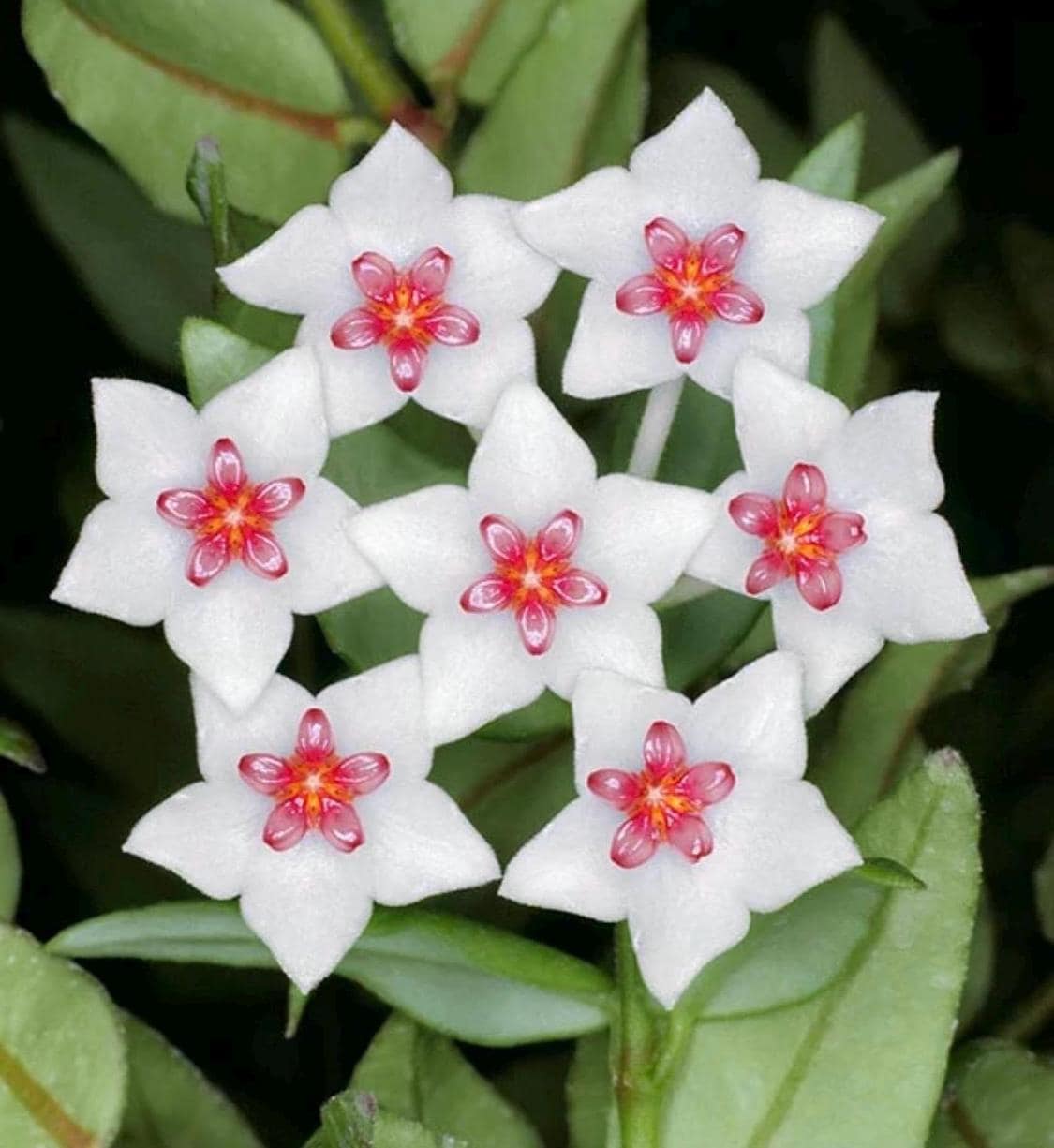 One FREE per item purchased Hoya lanceolata subsp. bella (Can acclimate to house conditions)