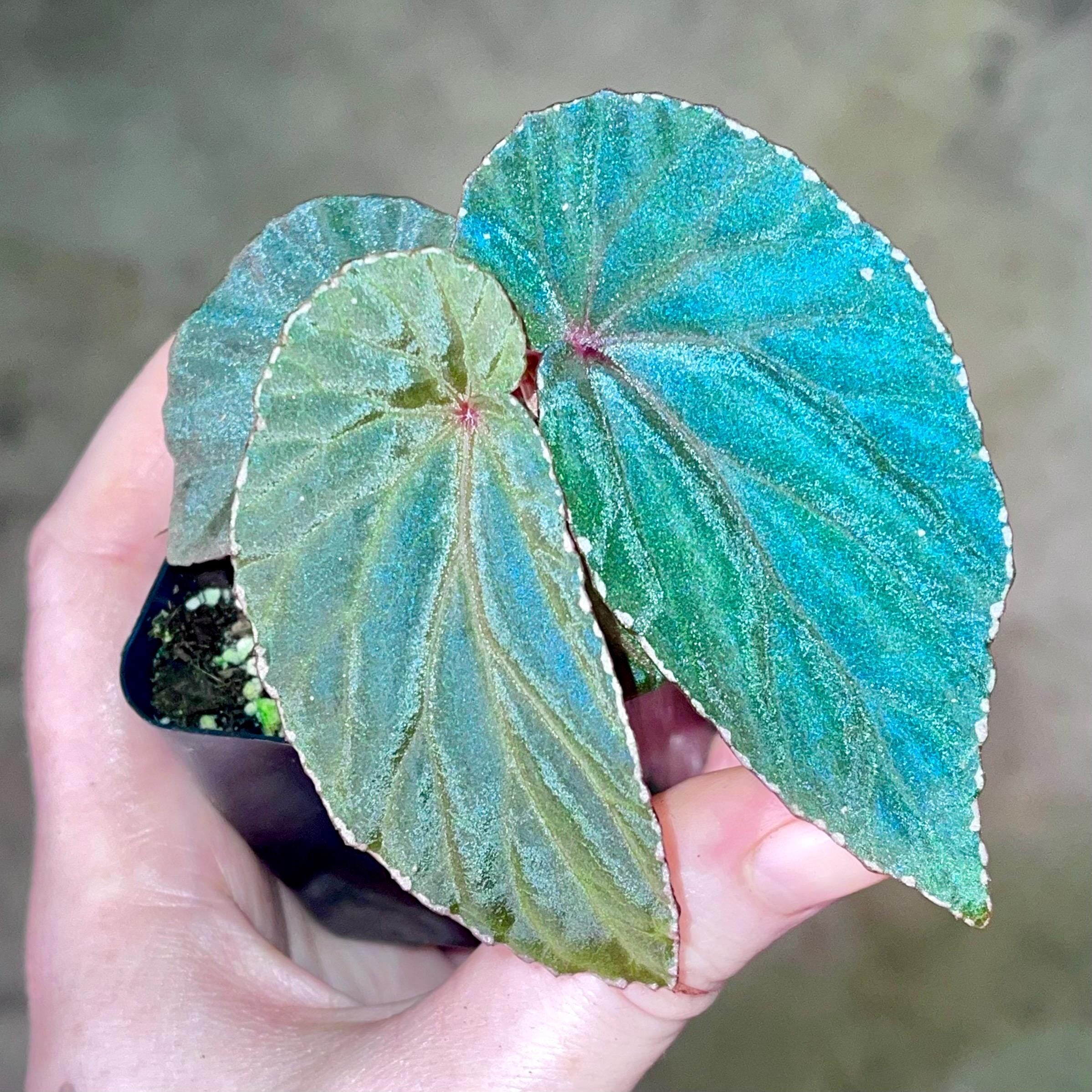 Begonia Botanicaz 120 V.1