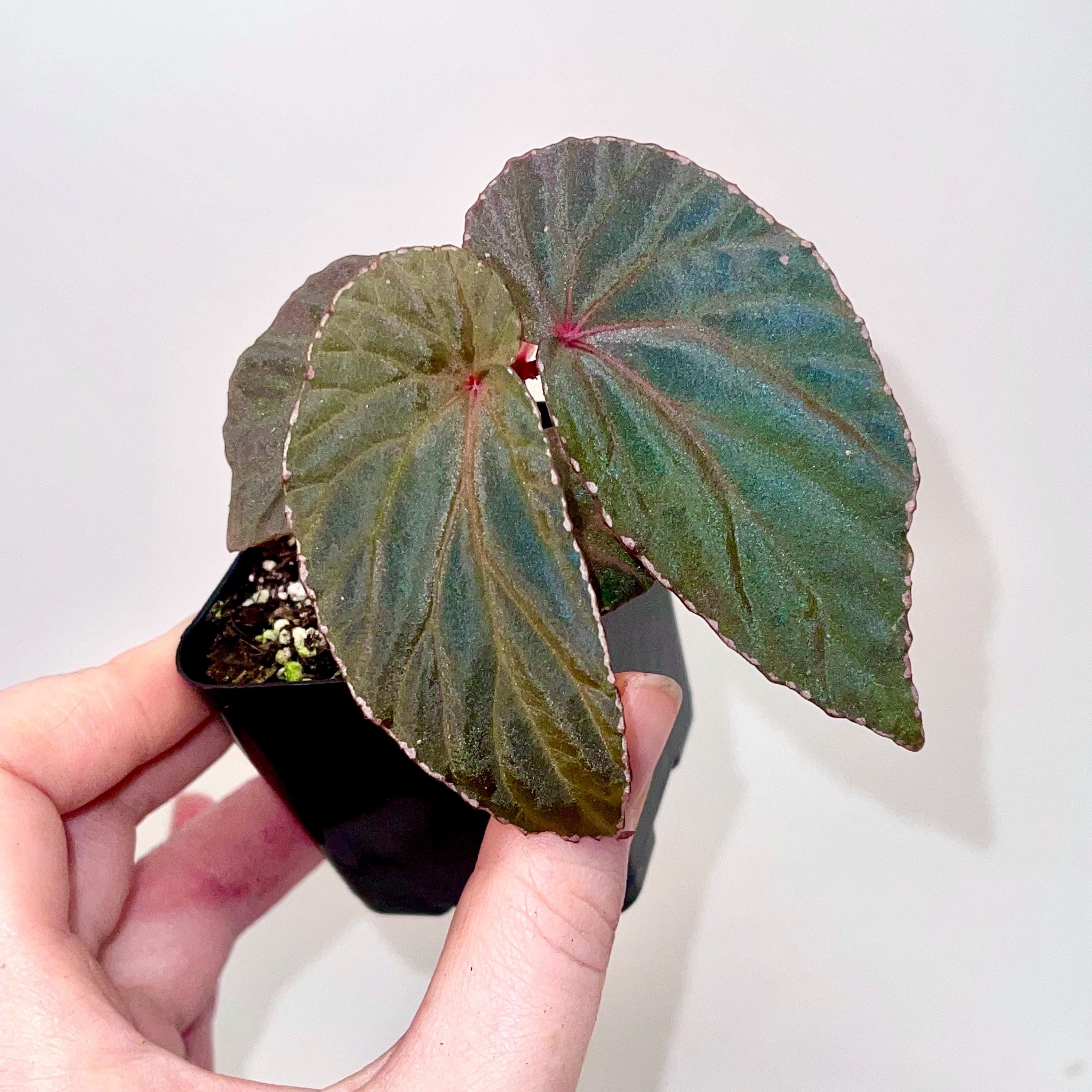 Begonia Botanicaz 120 V.1