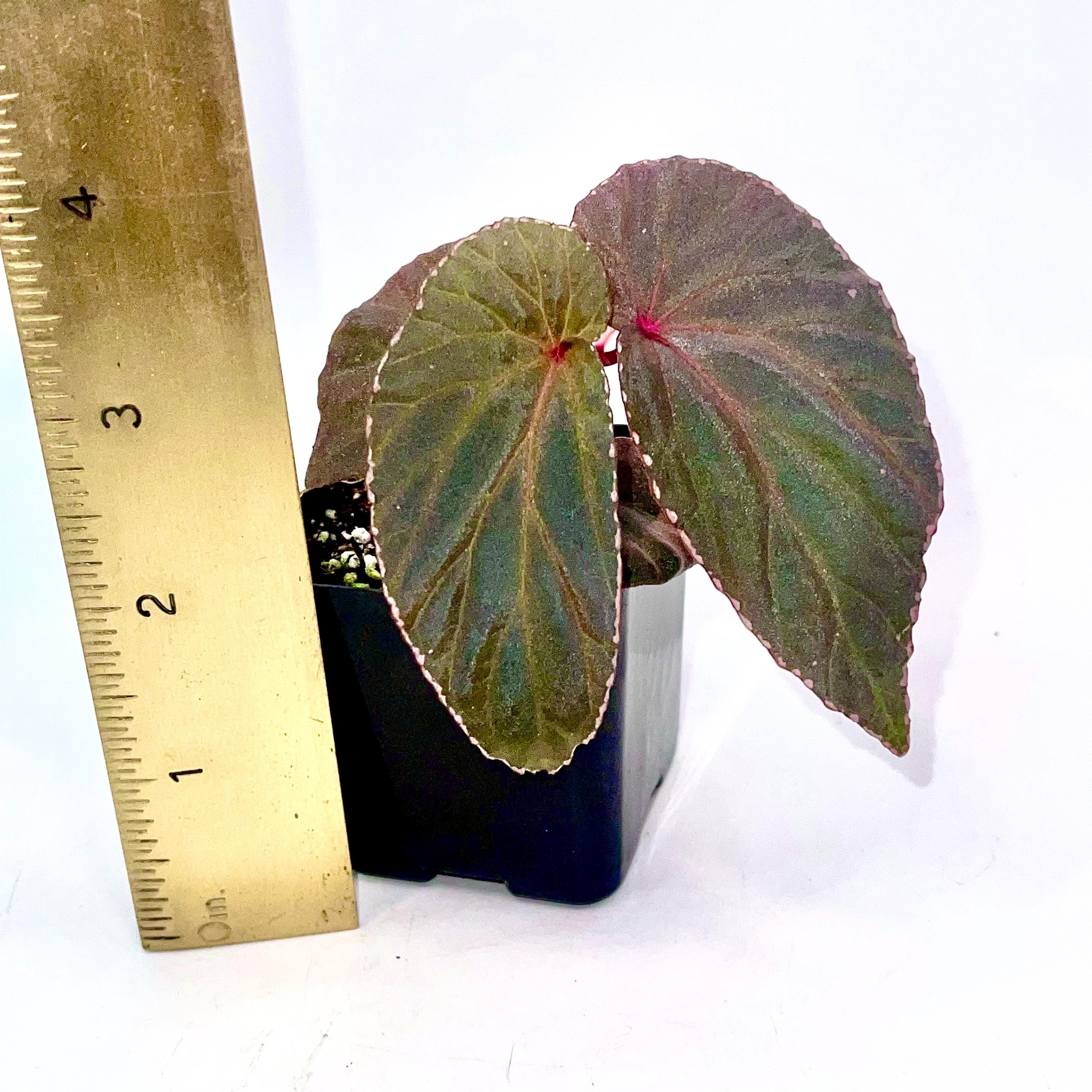 Begonia Botanicaz 120 V.1
