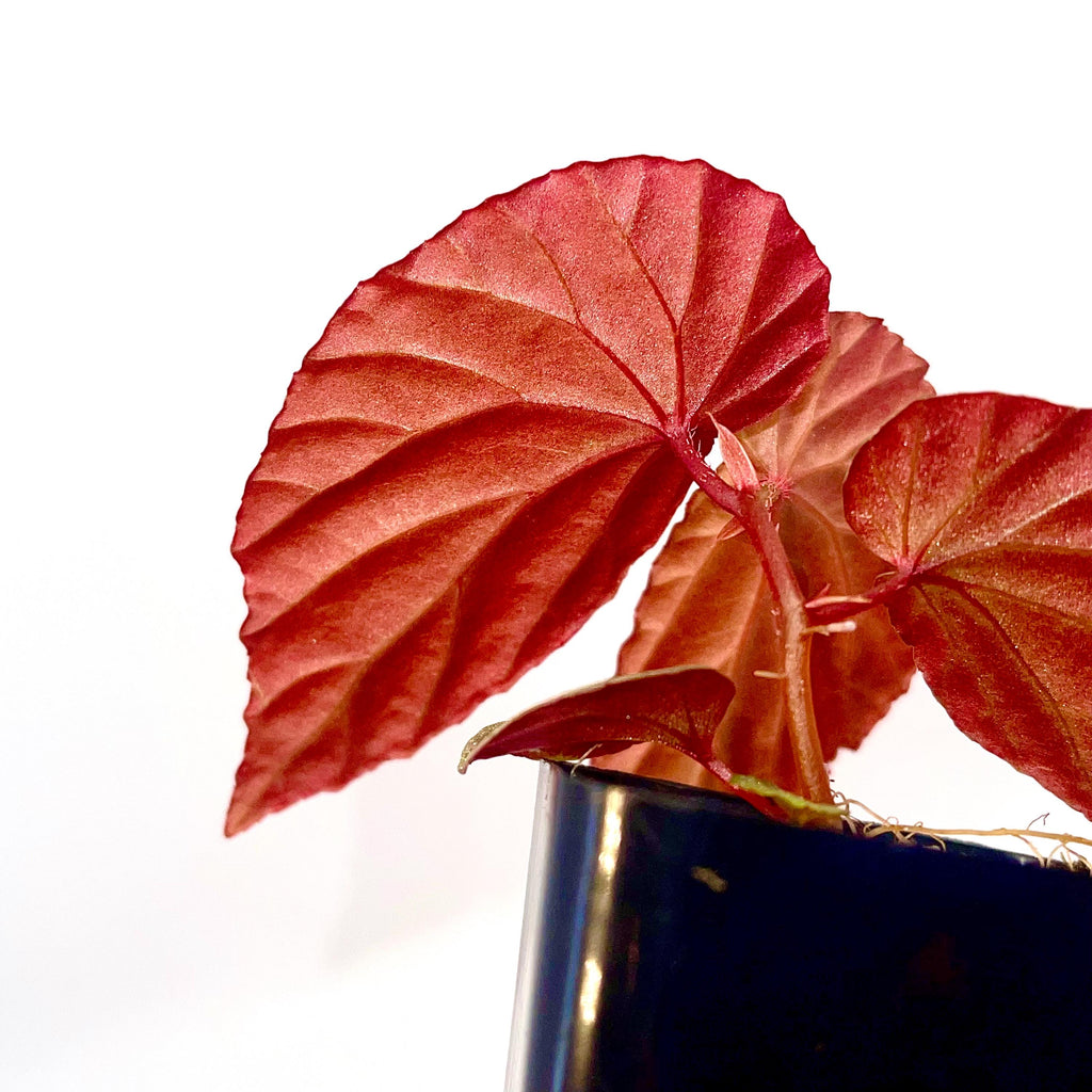 Begonia Botanicaz 120 V.1