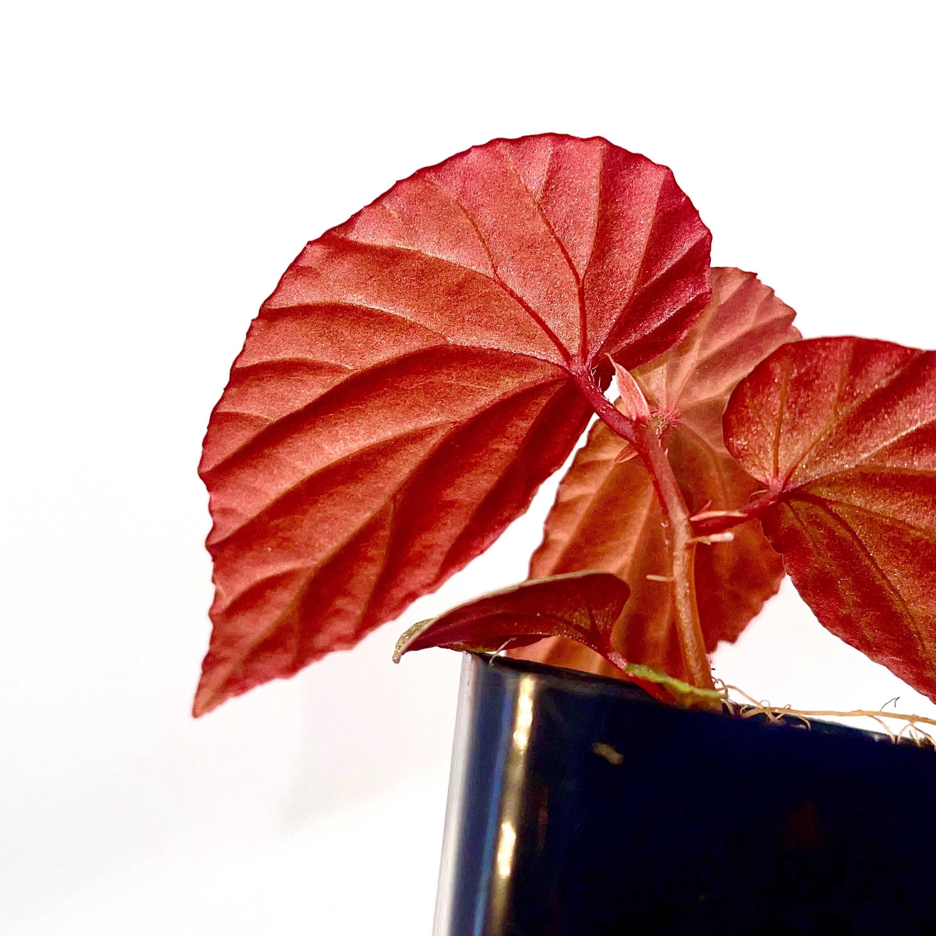 Begonia Botanicaz 120 V.1