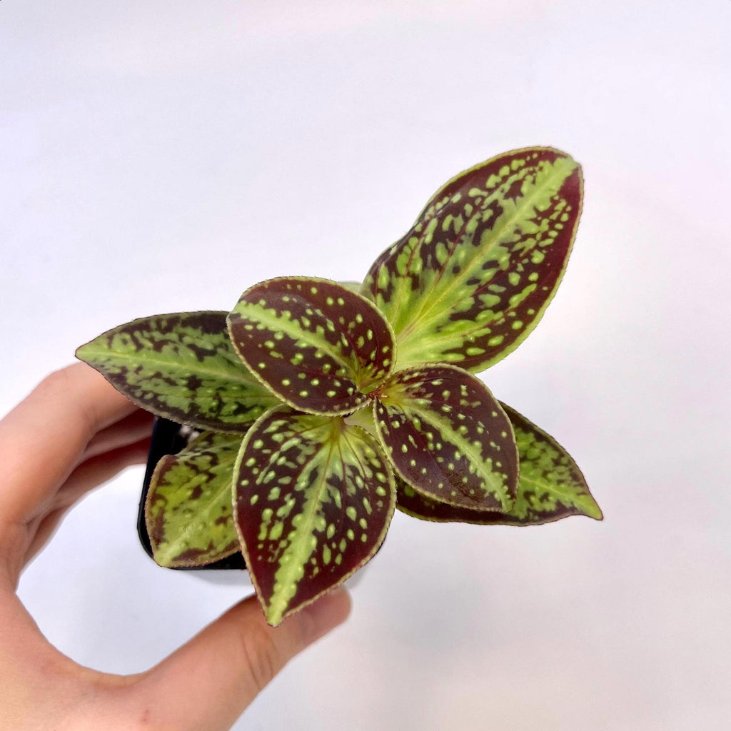 Sonerila sp. Vietnam