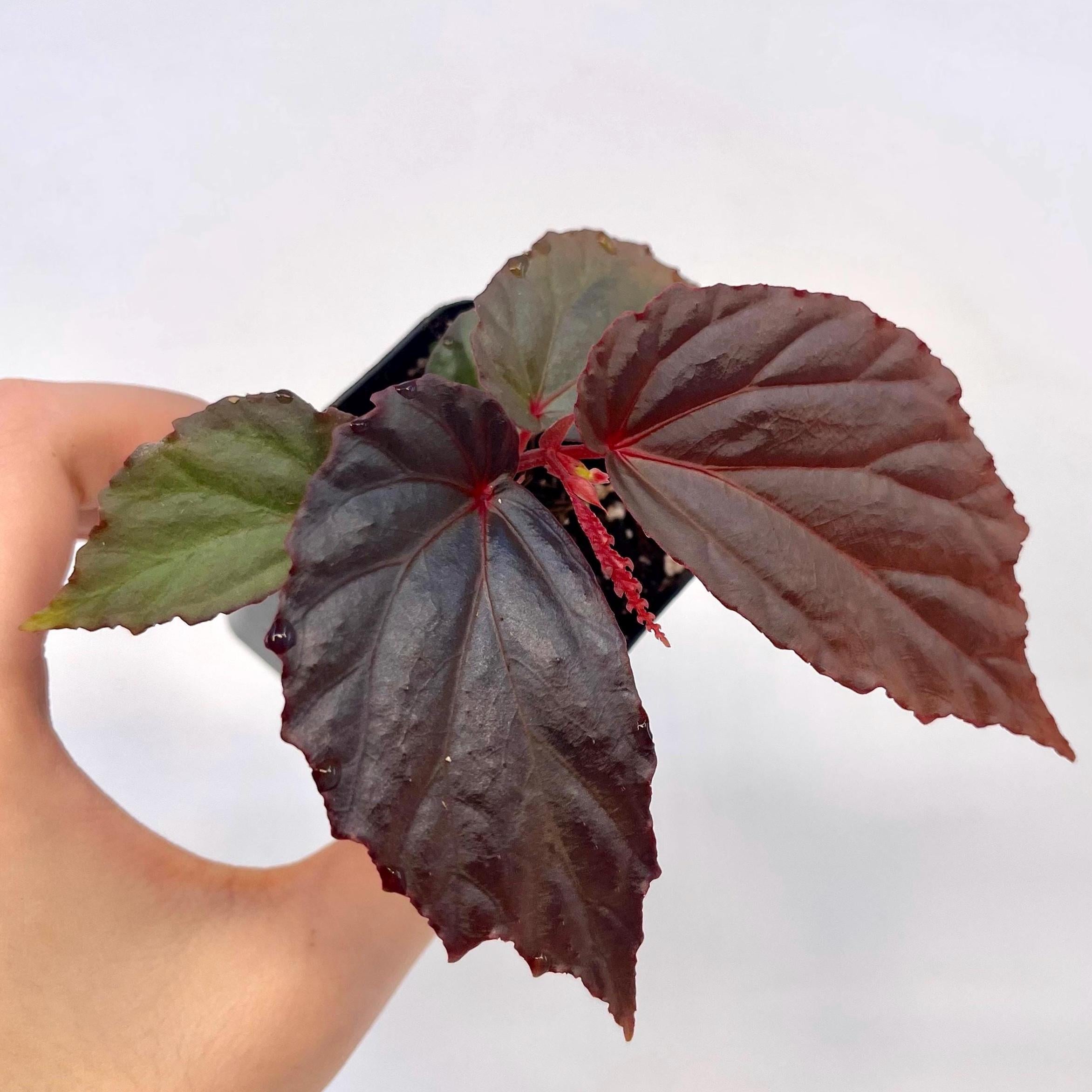 Begonia Botanicaz 141