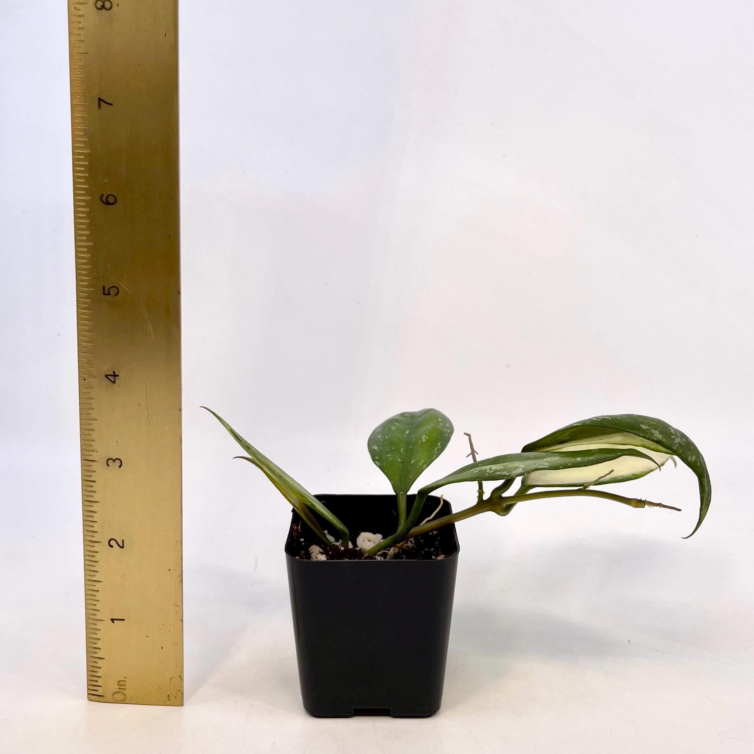 Variegated Hoya nabawensis (Can acclimate to house conditions)