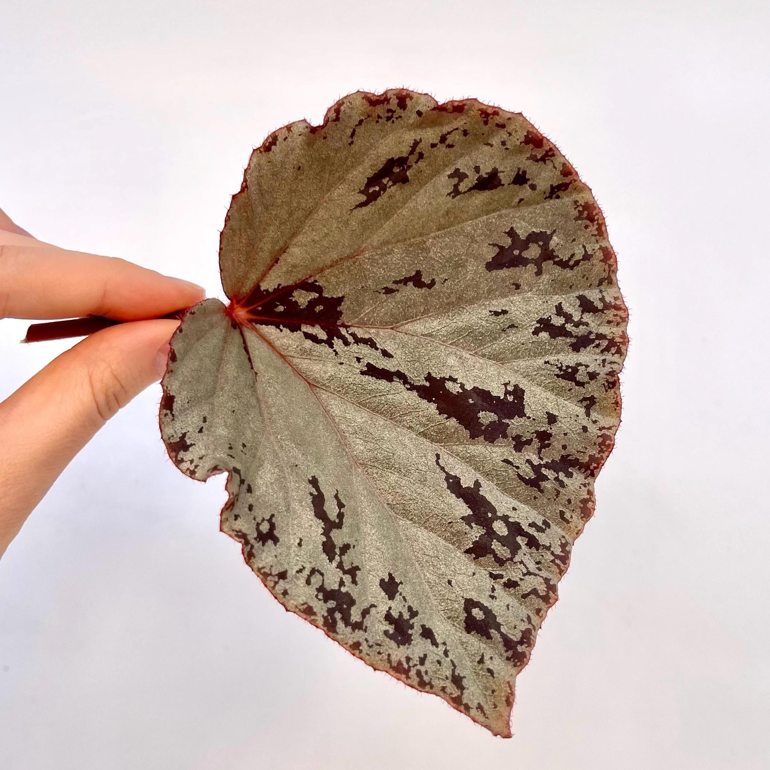 LEAF CUTTING Begonia Botanicaz 14 ‘Silver Suede’ PIXEL (Can acclimate to house conditions)