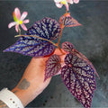 Begonia Botanicaz 45 V.2 (Can acclimate to house conditions)