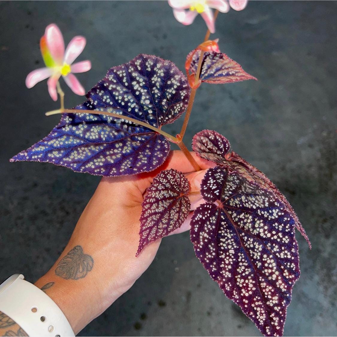 Begonia Botanicaz 45 V.2 (Can acclimate to house conditions)