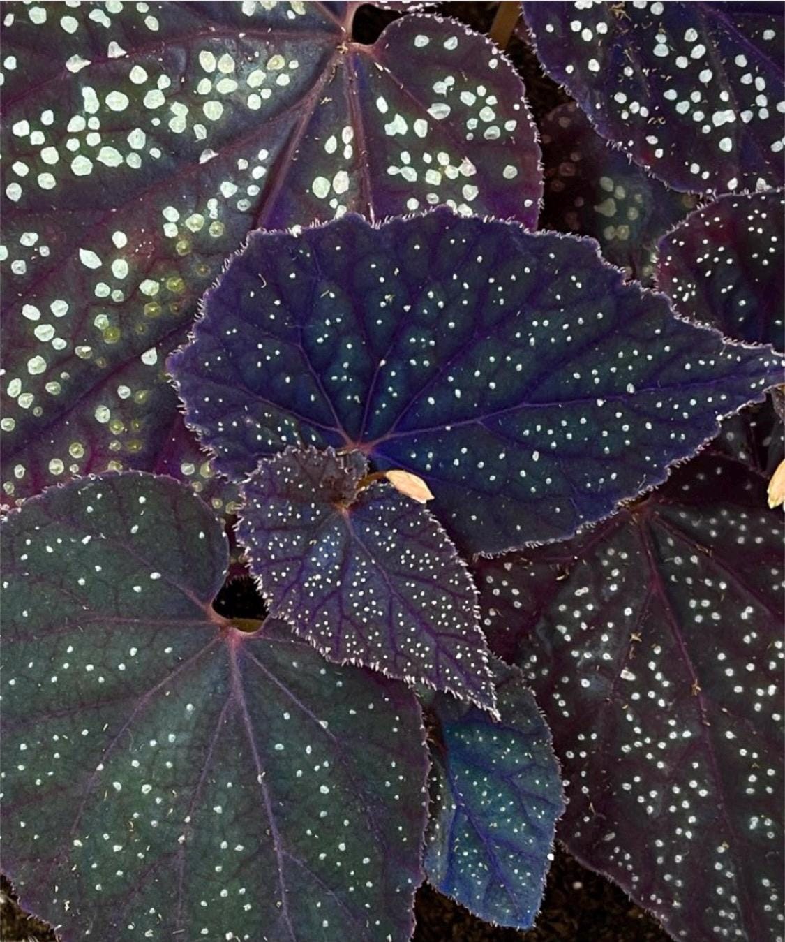 Begonia Botanicaz 45 V.1 (Small) (Can acclimate to house conditions)