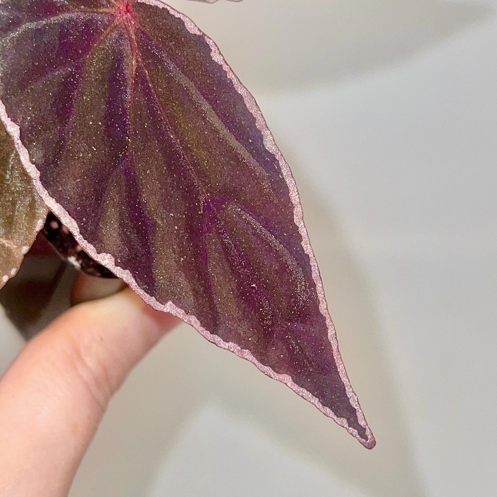Begonia Botanicaz 150 V.1