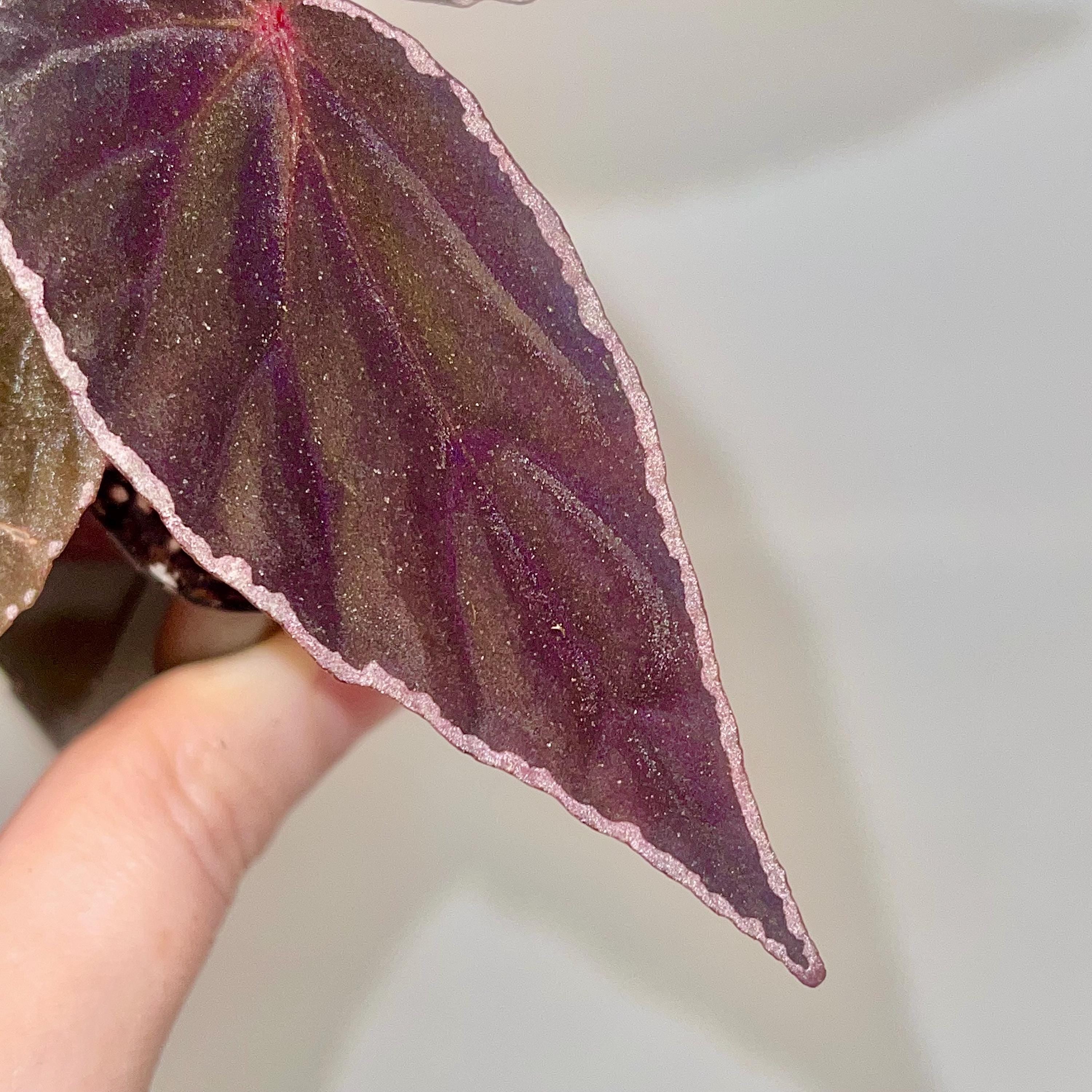 Begonia Botanicaz 150 V.1