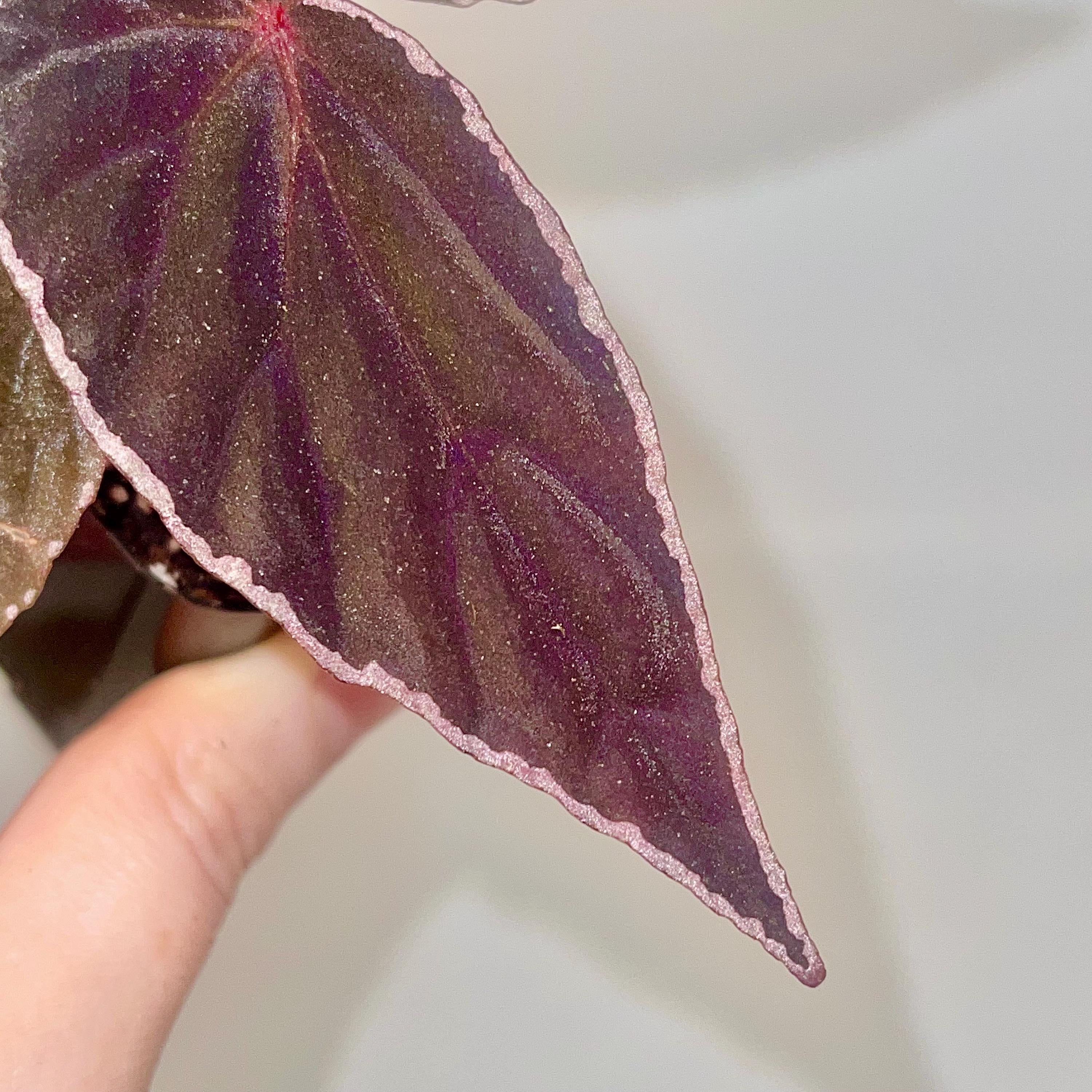 READY SOON Begonia Botanicaz 150
