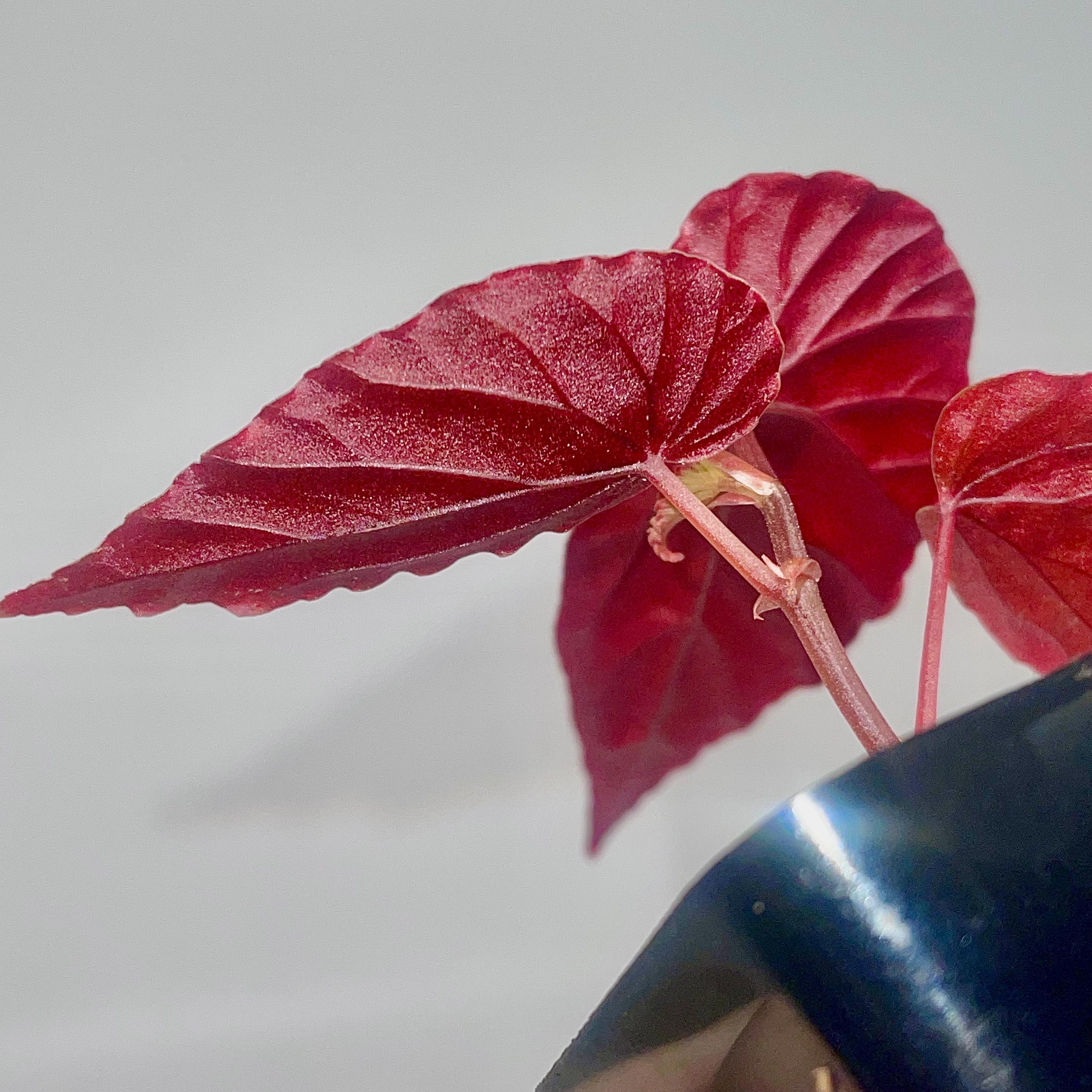 READY SOON Begonia Botanicaz 150