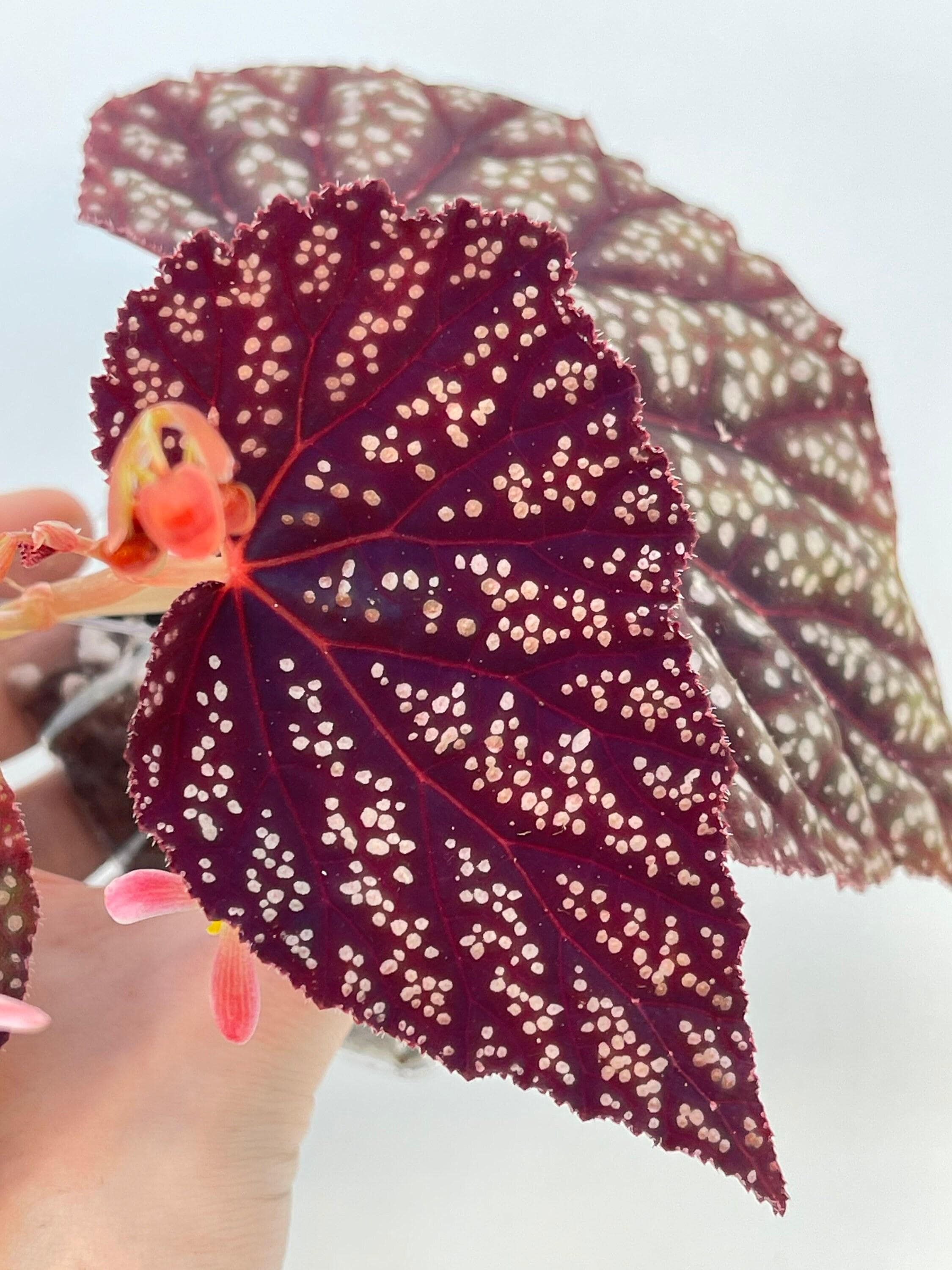 READY SOON Begonia Botanicaz 45 V.2 (Can acclimate to house conditions)