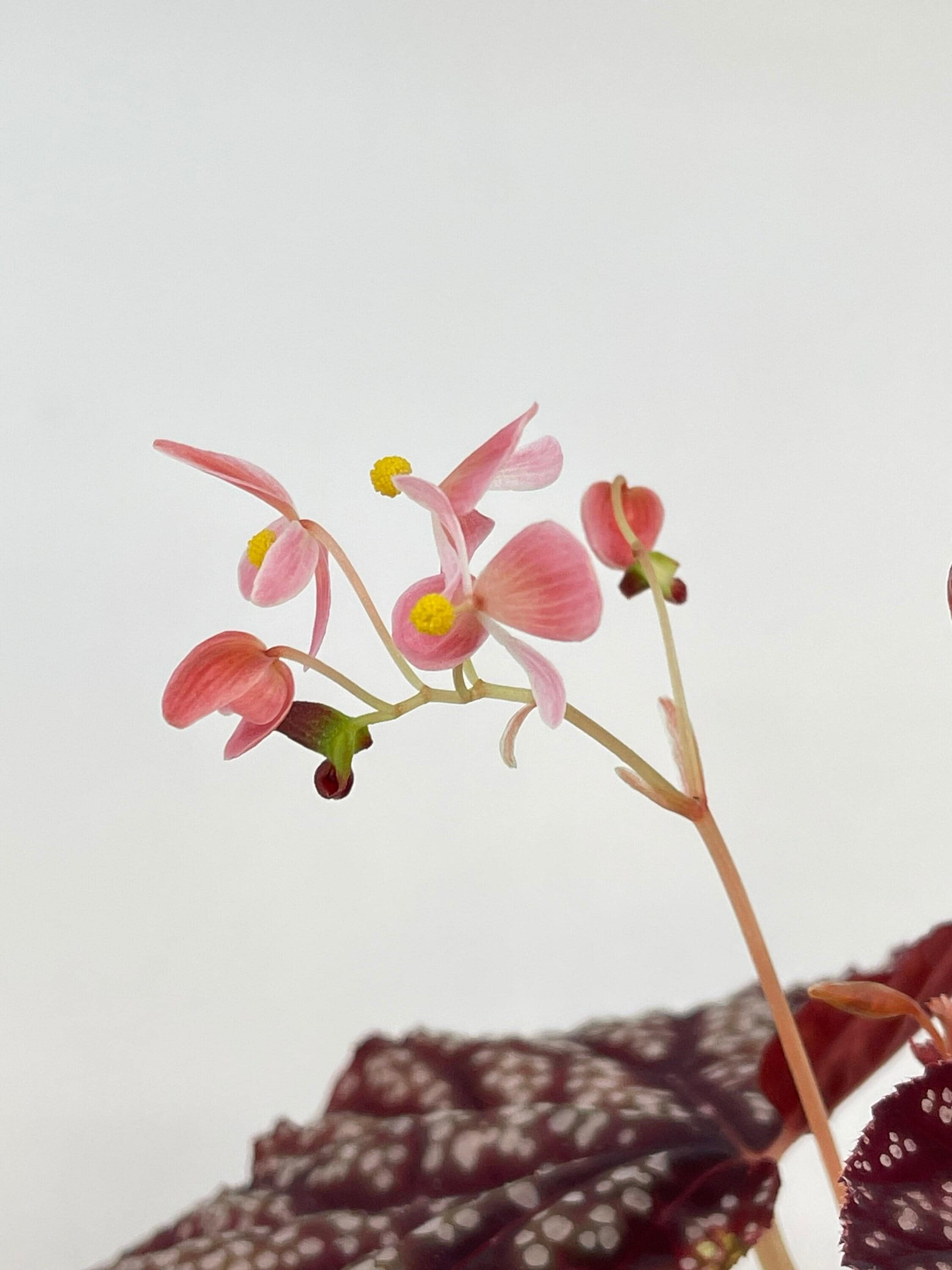 Begonia Botanicaz 45 V.2 (Small) (Can acclimate to house conditions)