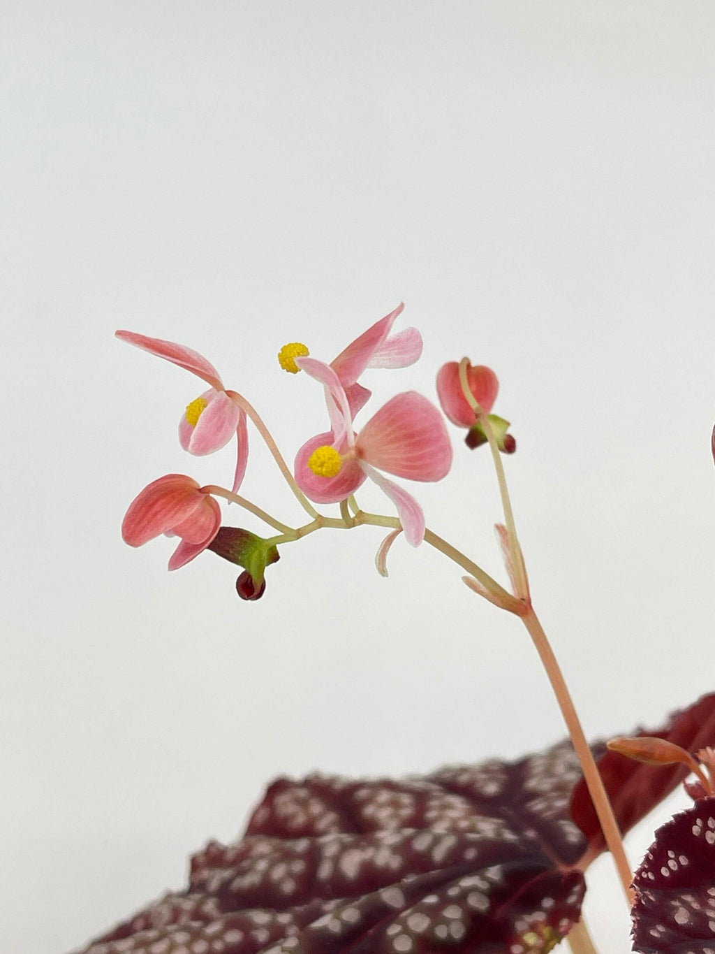 Begonia Botanicaz 45 V.2 (Can acclimate to house conditions)