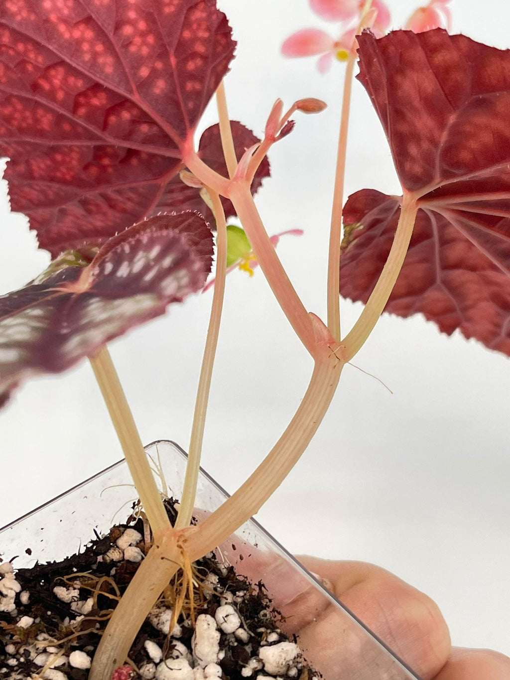 Begonia Botanicaz 45 V.2 (Can acclimate to house conditions)