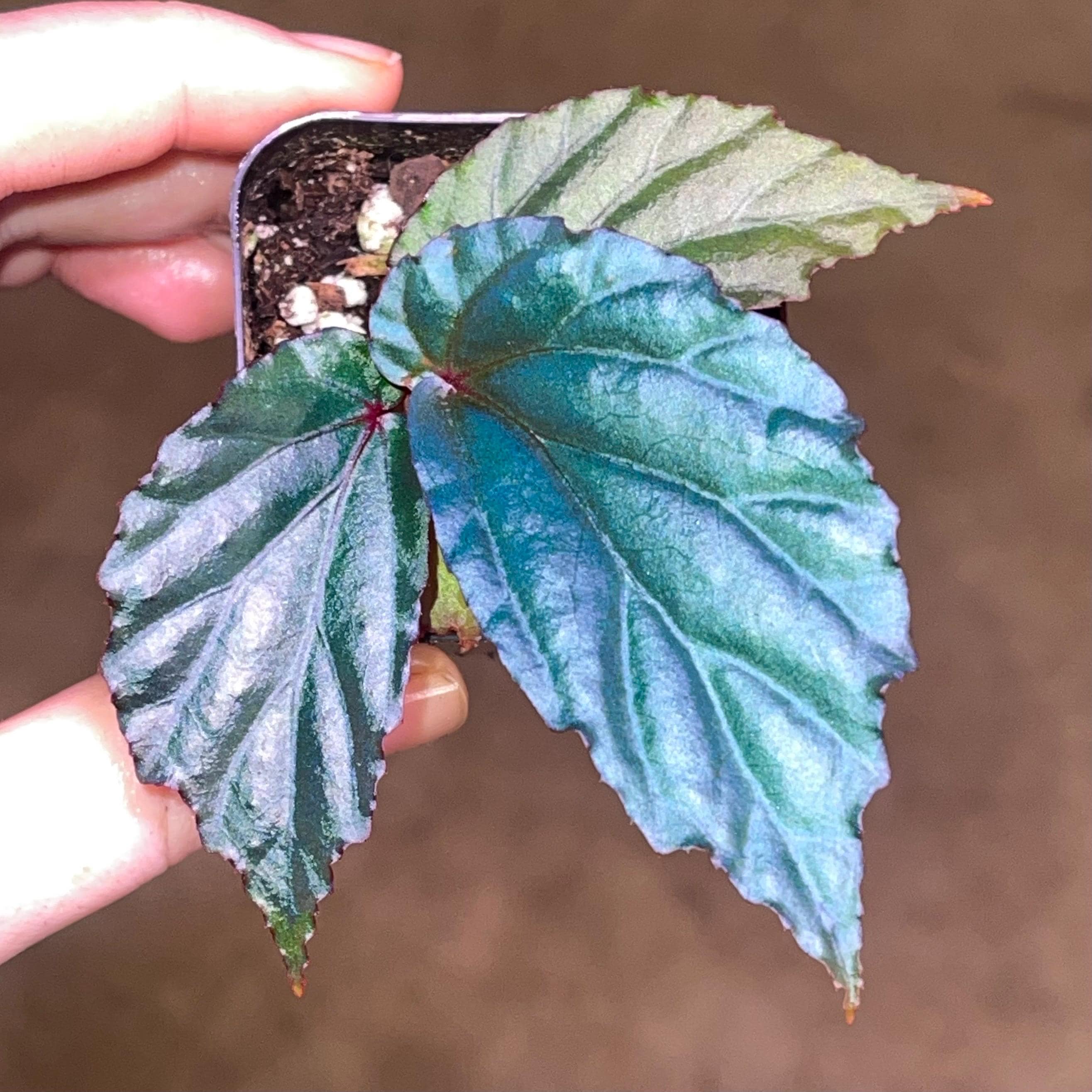 Begonia Botanicaz 141
