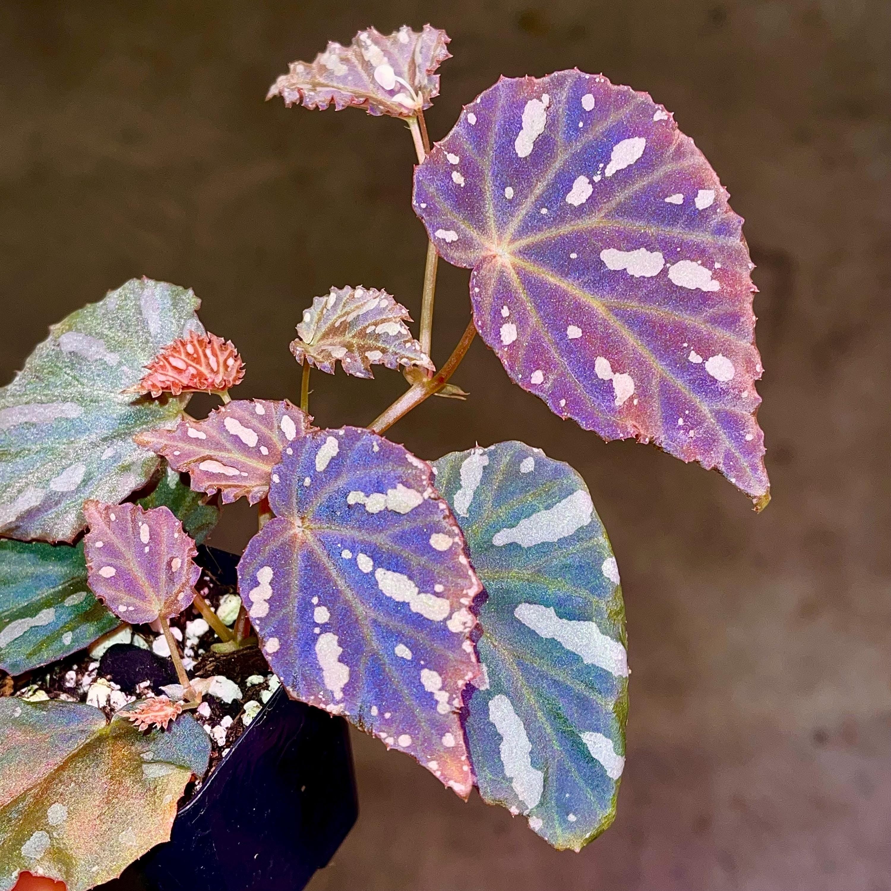 Begonia Botanicaz 34