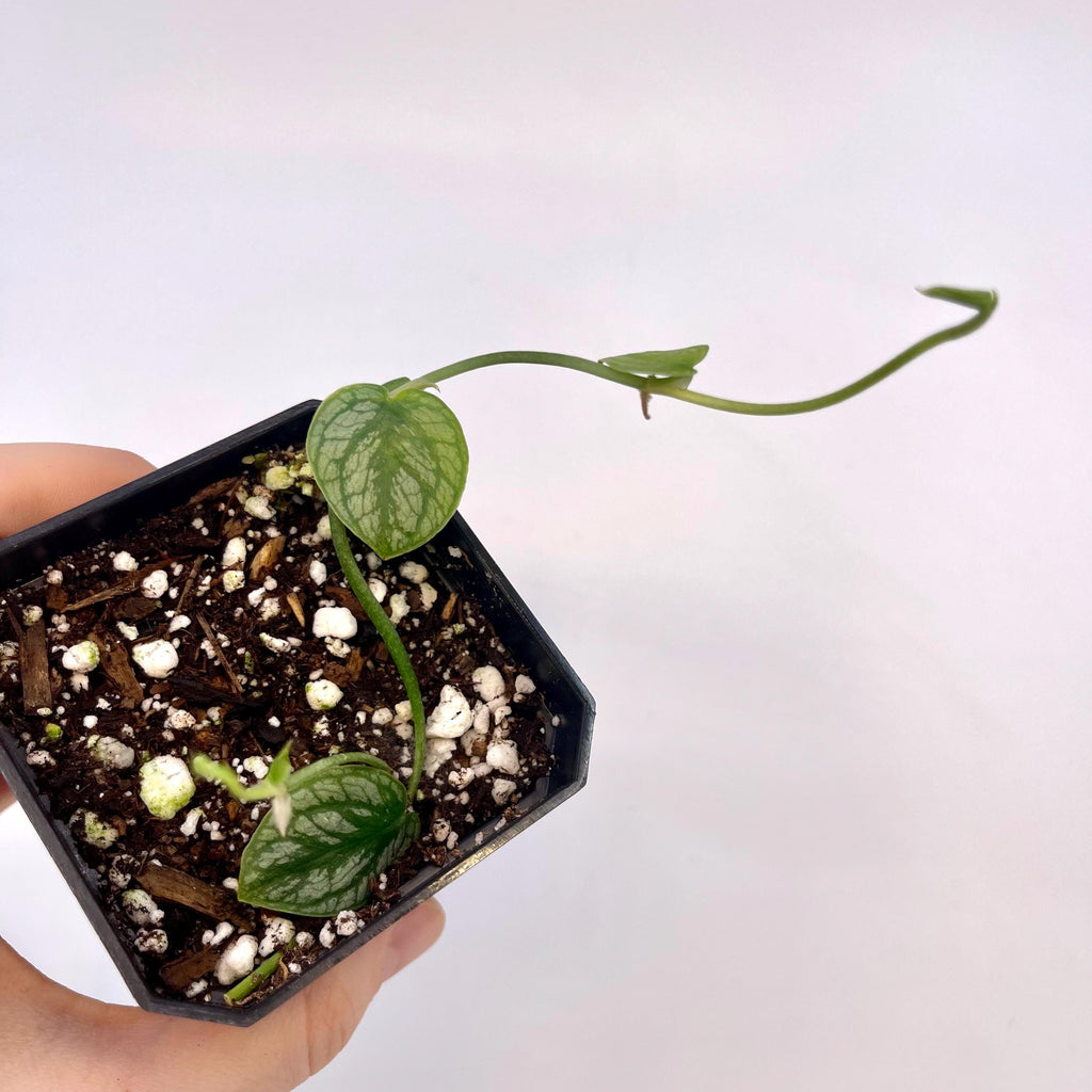 Monstera dubia (Can acclimate to house conditions)