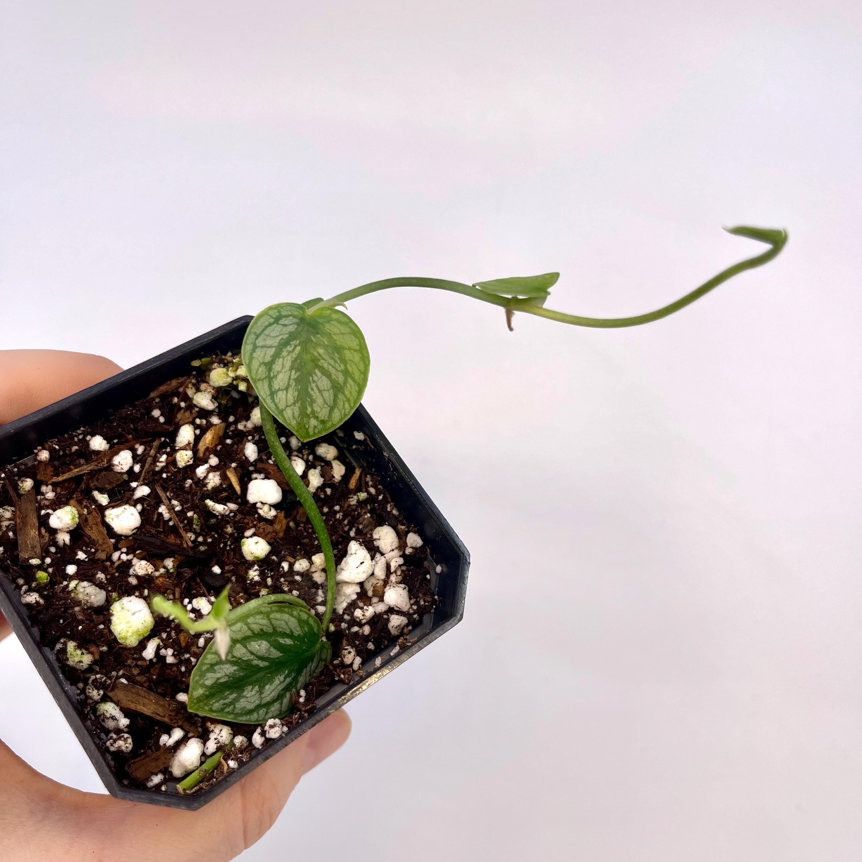Monstera dubia (Can acclimate to house conditions)