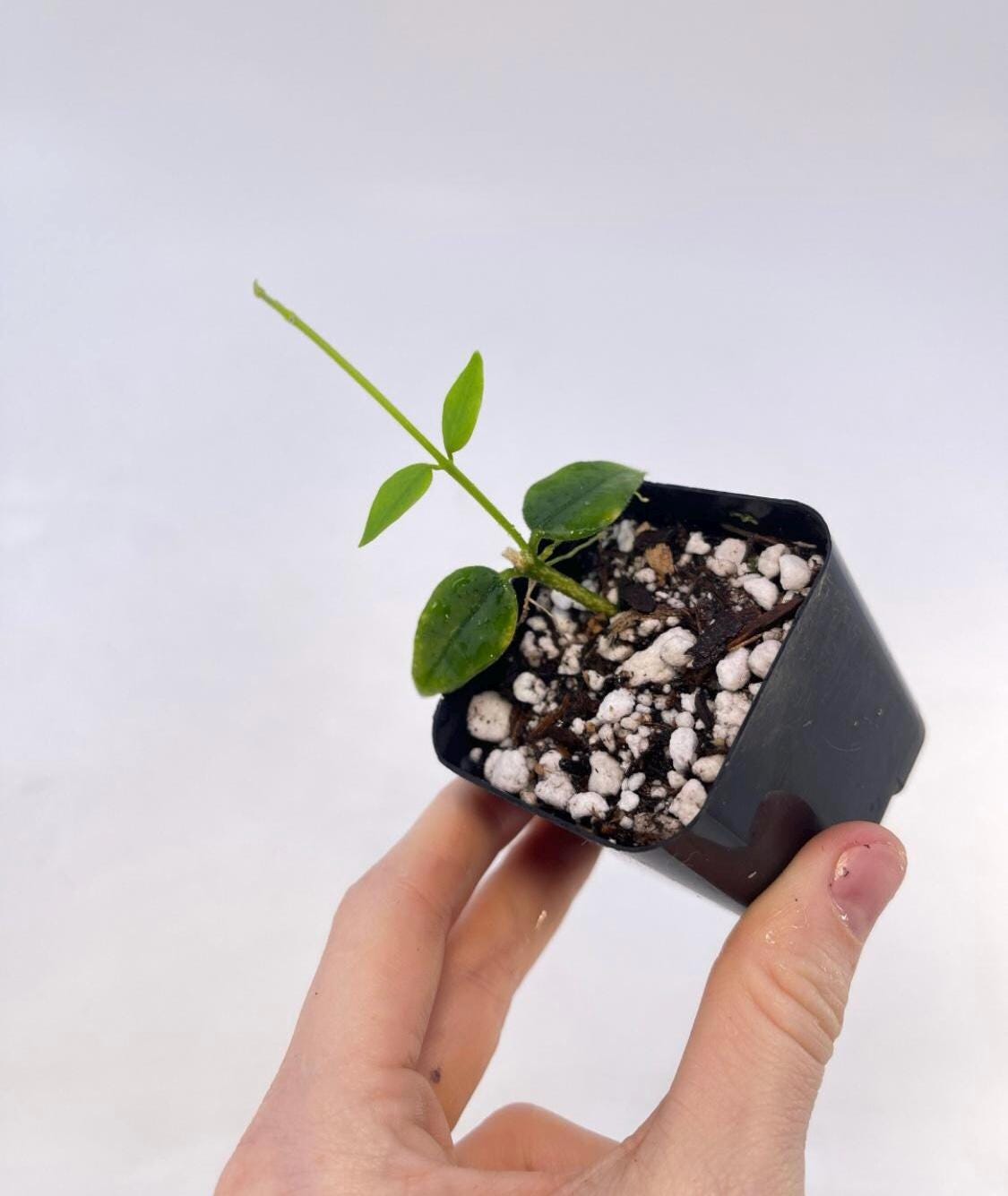 Hoya lanceolata subsp. bella (Can acclimate to house conditions)