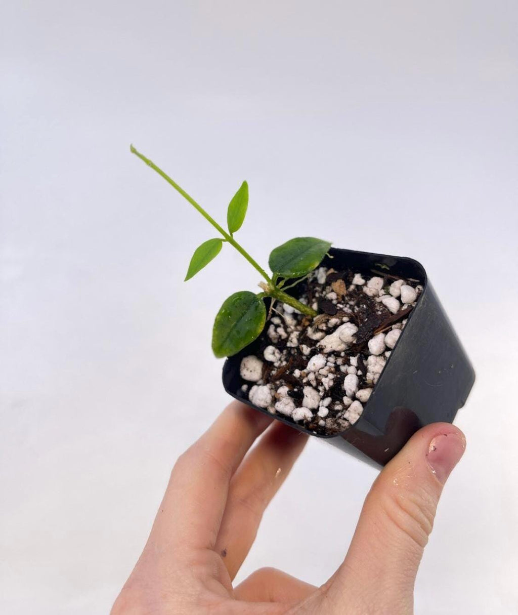 One FREE per item purchased Hoya lanceolata subsp. bella (Can acclimate to house conditions)
