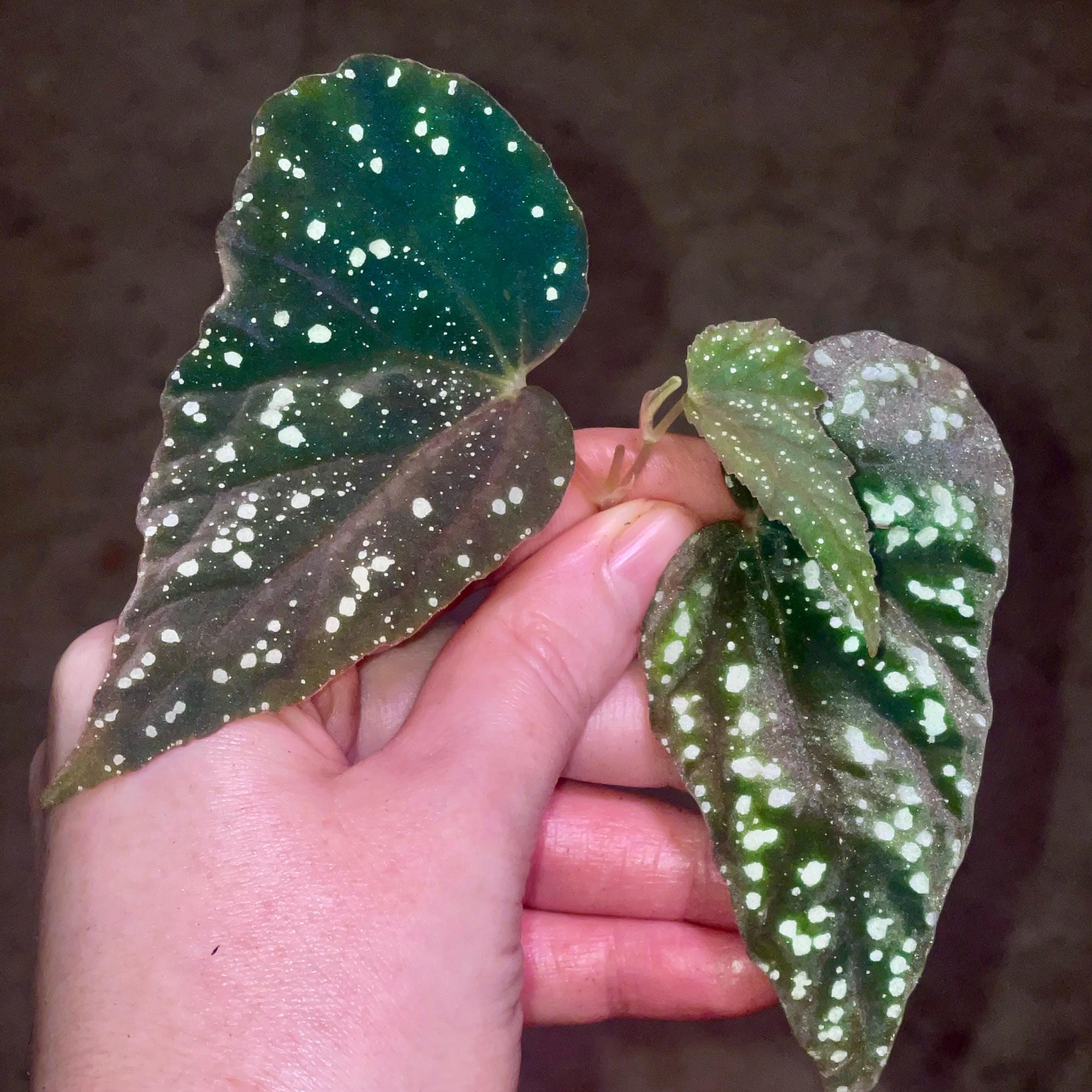 TOP CUTTING Begonia Botanicaz 79 V.5 (Can acclimate to house conditions)