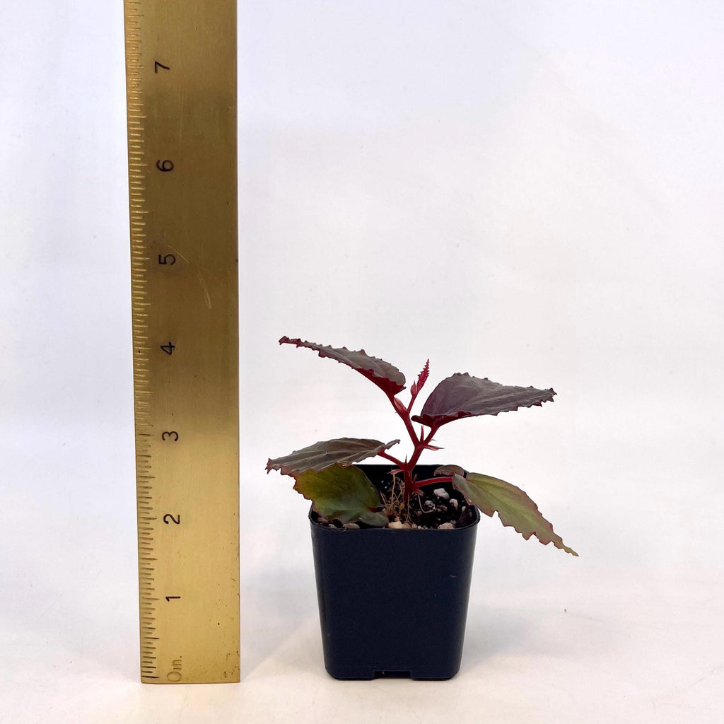 Begonia Botanicaz 141
